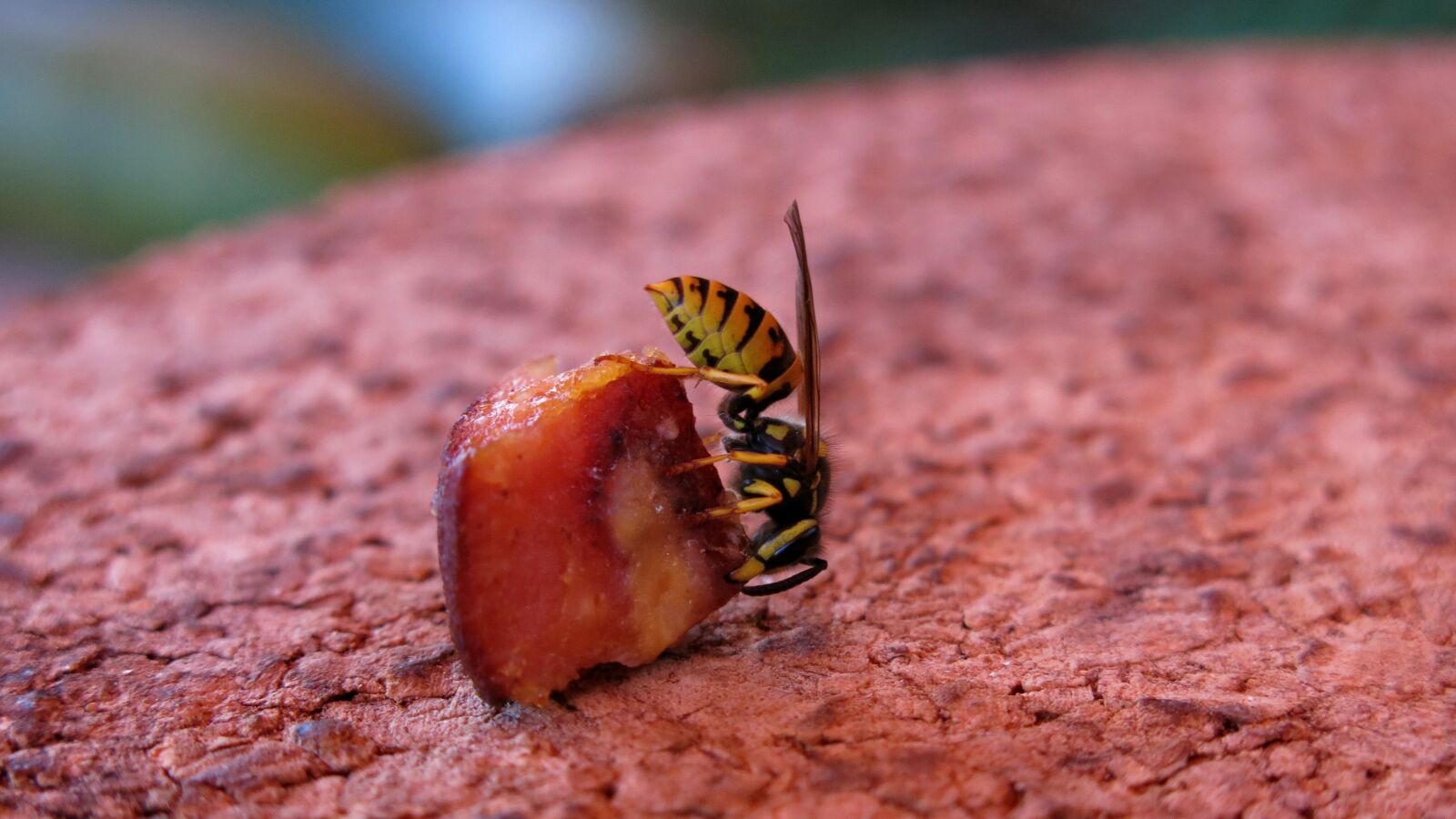 Canon PowerShot G15 sample photo. German wasp, vespula germanica photography