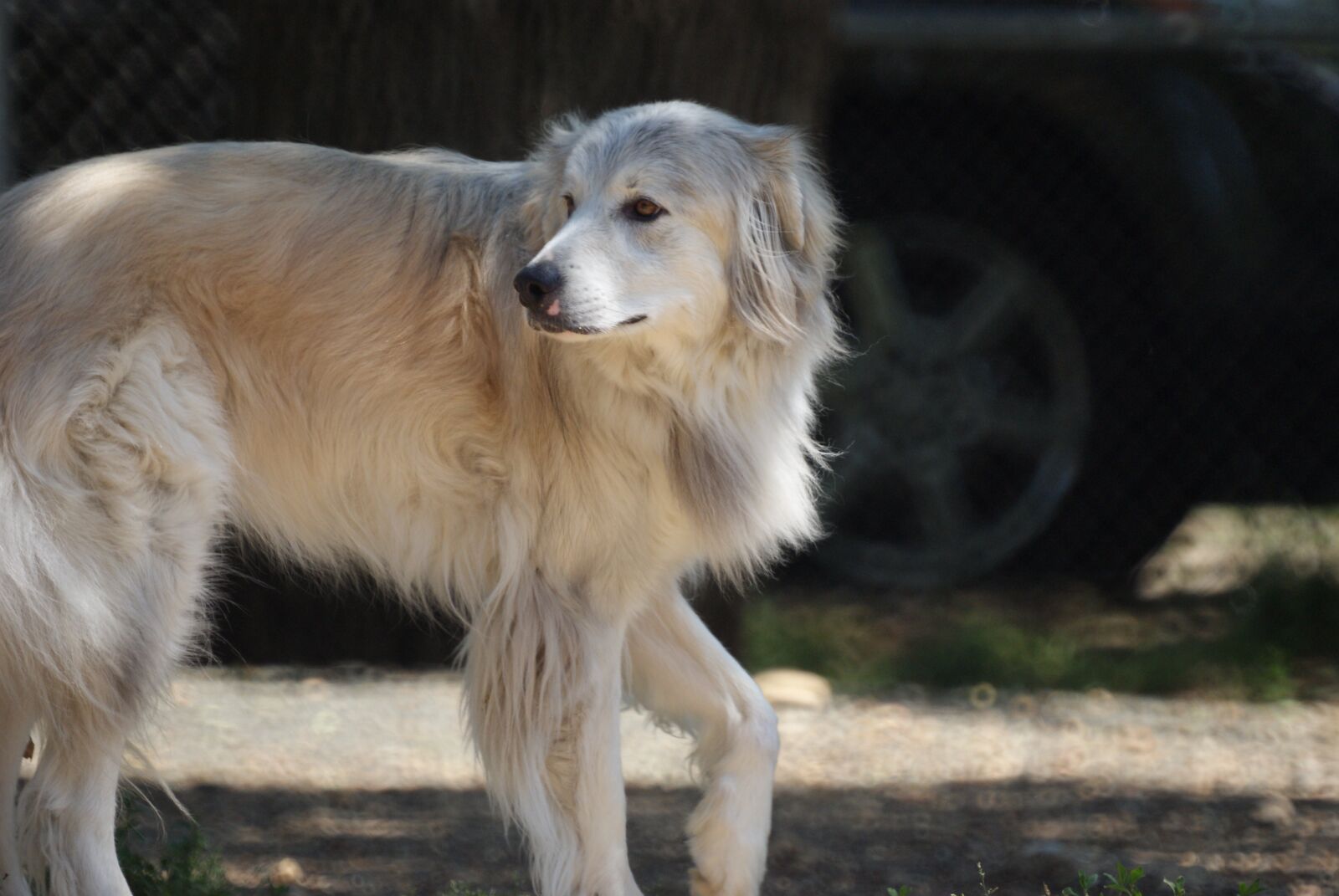 Sony Alpha DSLR-A230 sample photo. Pyrenees, dog, husky photography