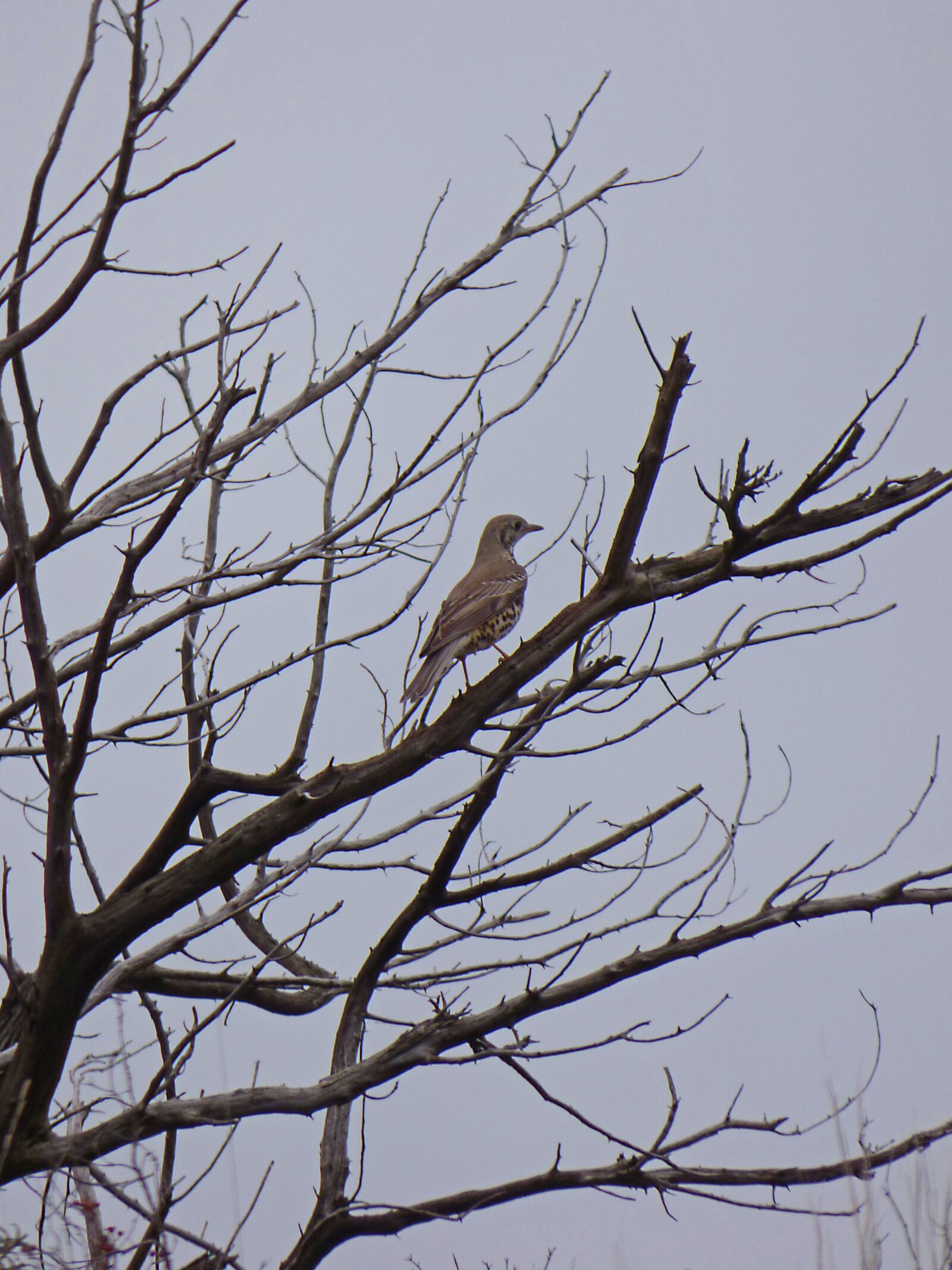 Panasonic Lumix DMC-FZ70 sample photo. Thrush, branches, dry tree photography