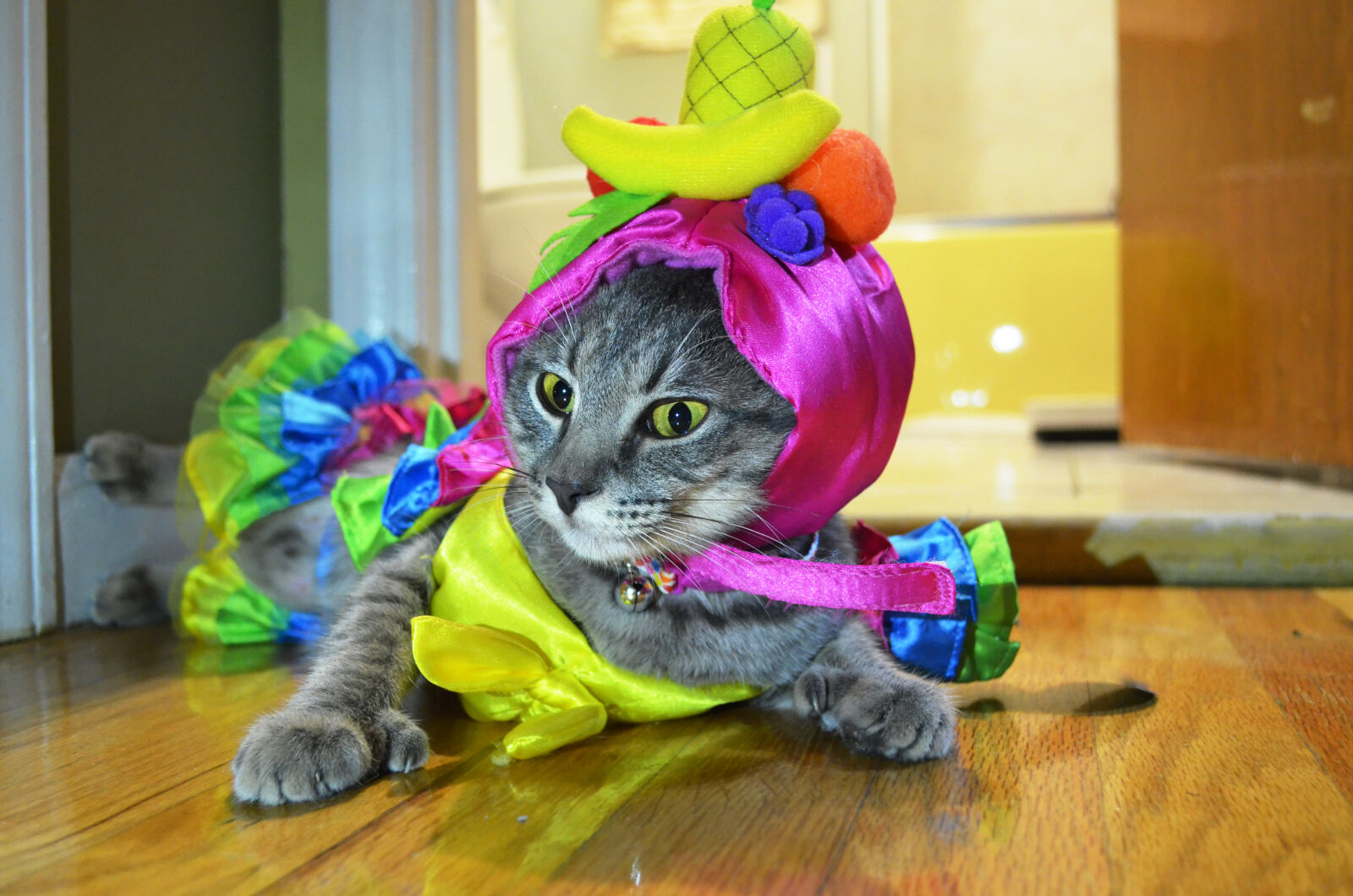 Nikon D5100 sample photo. Animals, beautiful, cat, cat photography