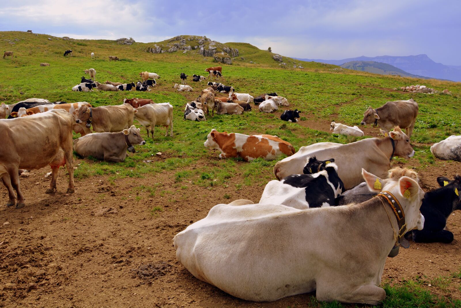 Nikon D7100 sample photo. Cow, prato, mountain photography