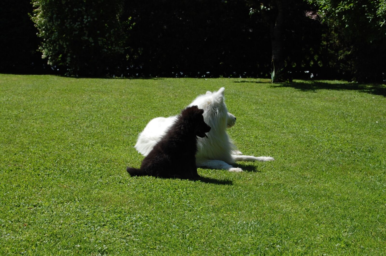 Nikon D40 sample photo. Animal, dogs, white photography