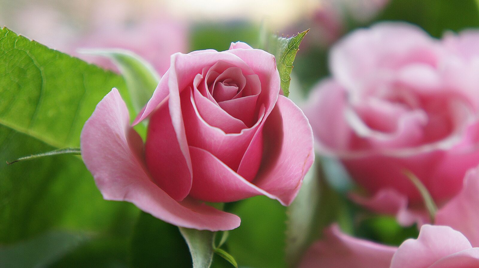 Sony Alpha NEX-5 + Sony E 18-55mm F3.5-5.6 OSS sample photo. Rose, pink rose, pink photography