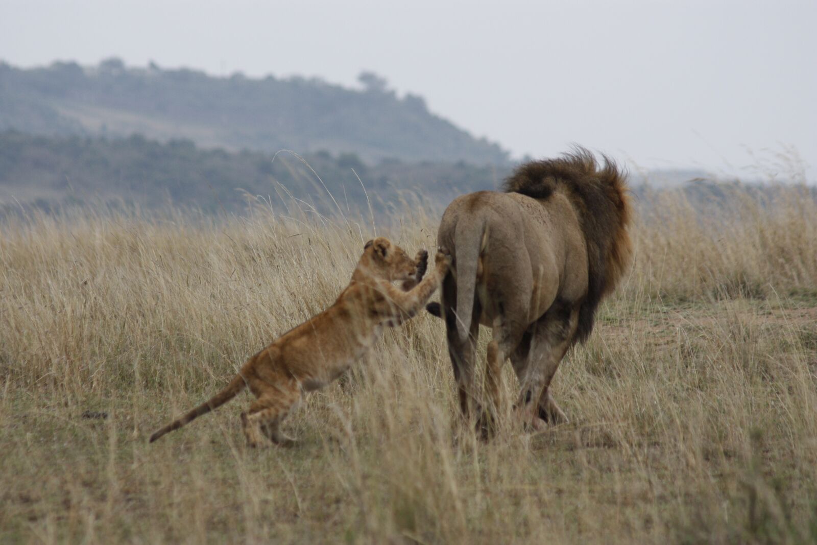 Canon EOS 450D (EOS Rebel XSi / EOS Kiss X2) sample photo. Lion, pride, masai photography