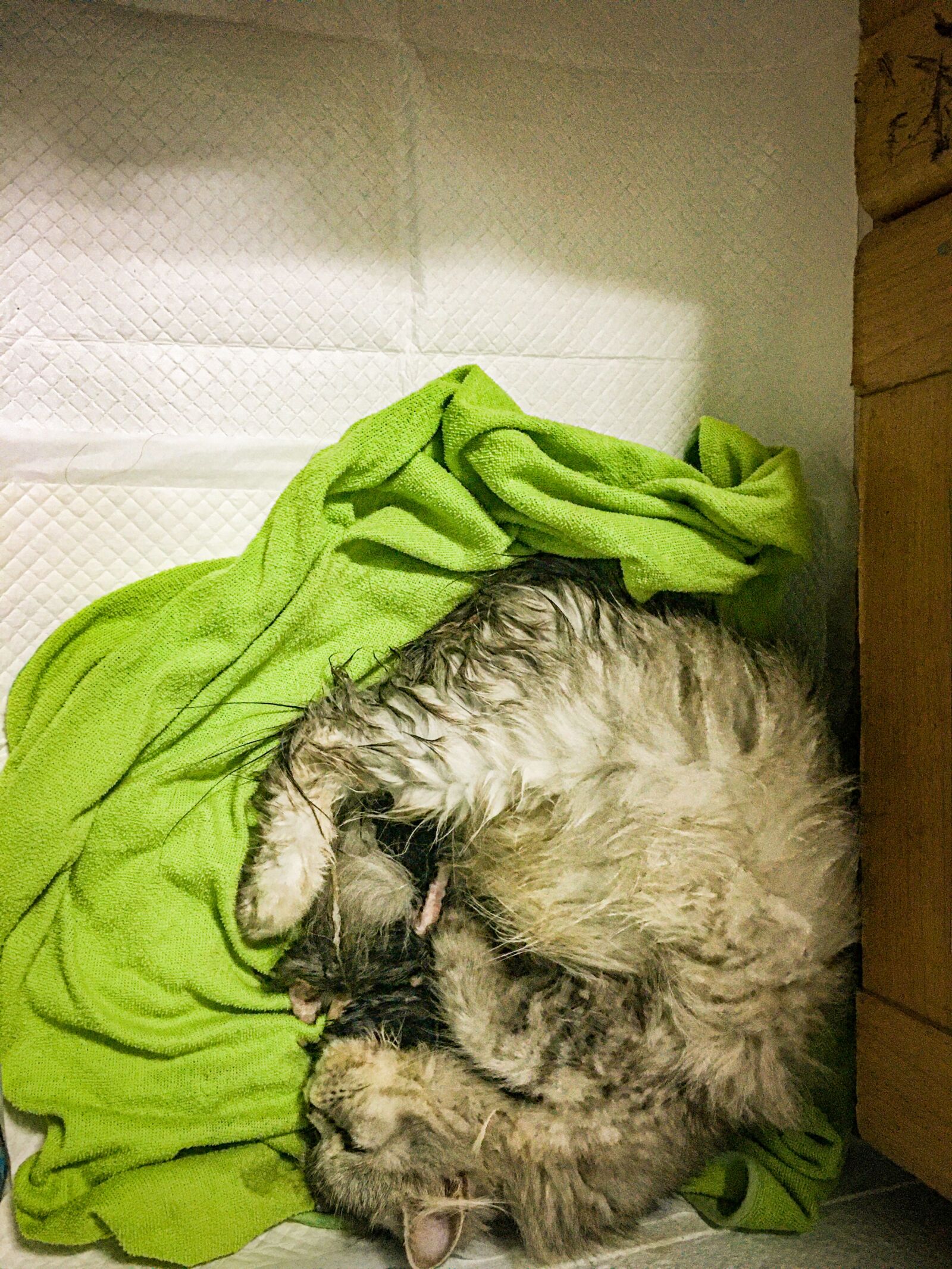 iPhone 6s Plus back camera 4.15mm f/2.2 sample photo. Cat, cat family, family photography