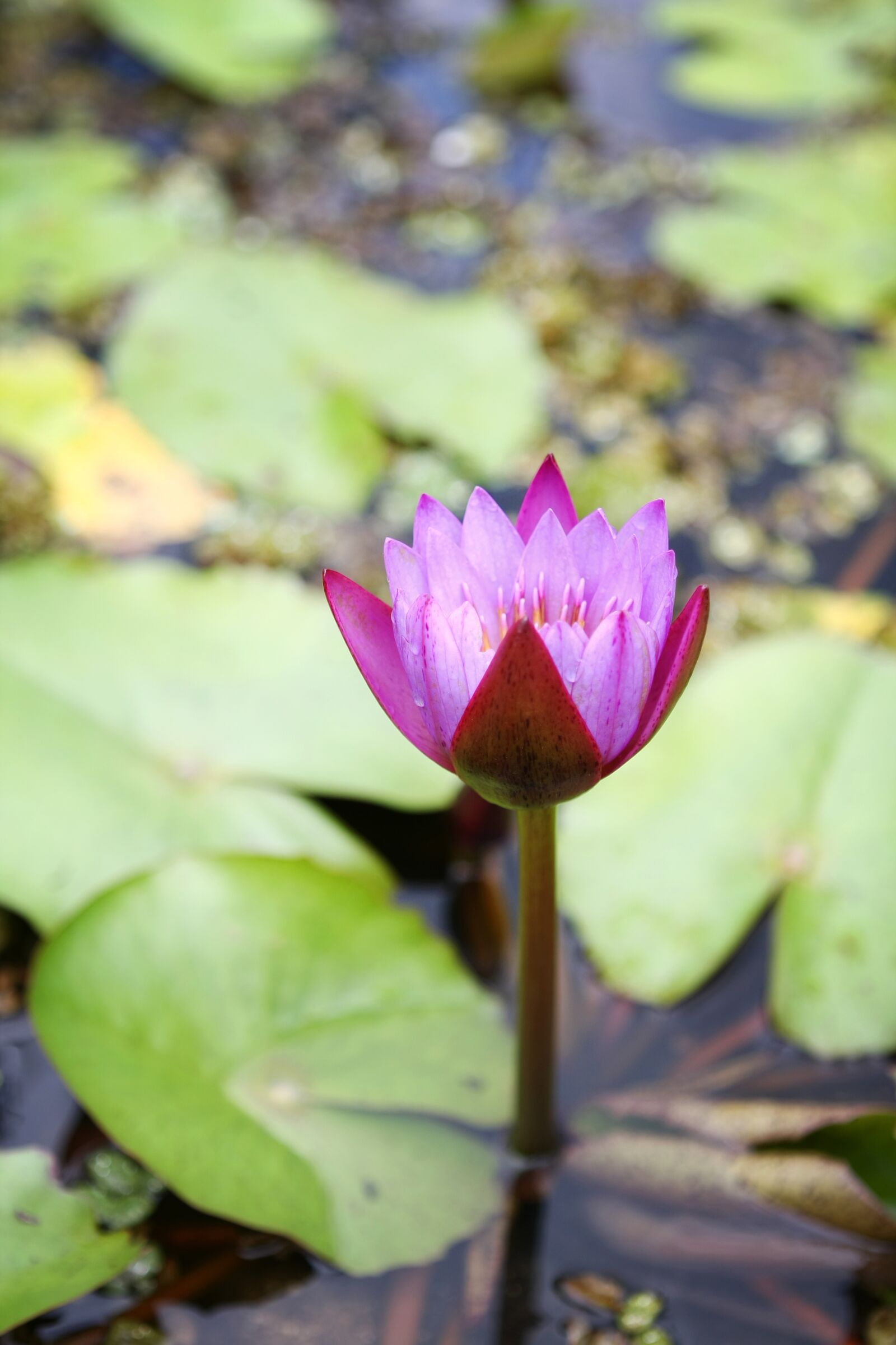 Canon EOS 40D sample photo. Lotus, flowers, pond photography