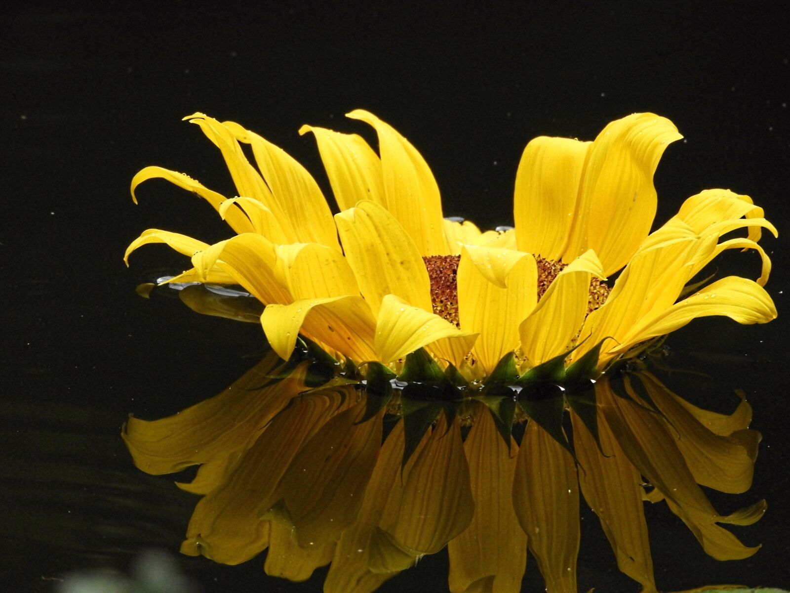 Nikon Coolpix B700 sample photo. Yellow, sunflower, reflection photography