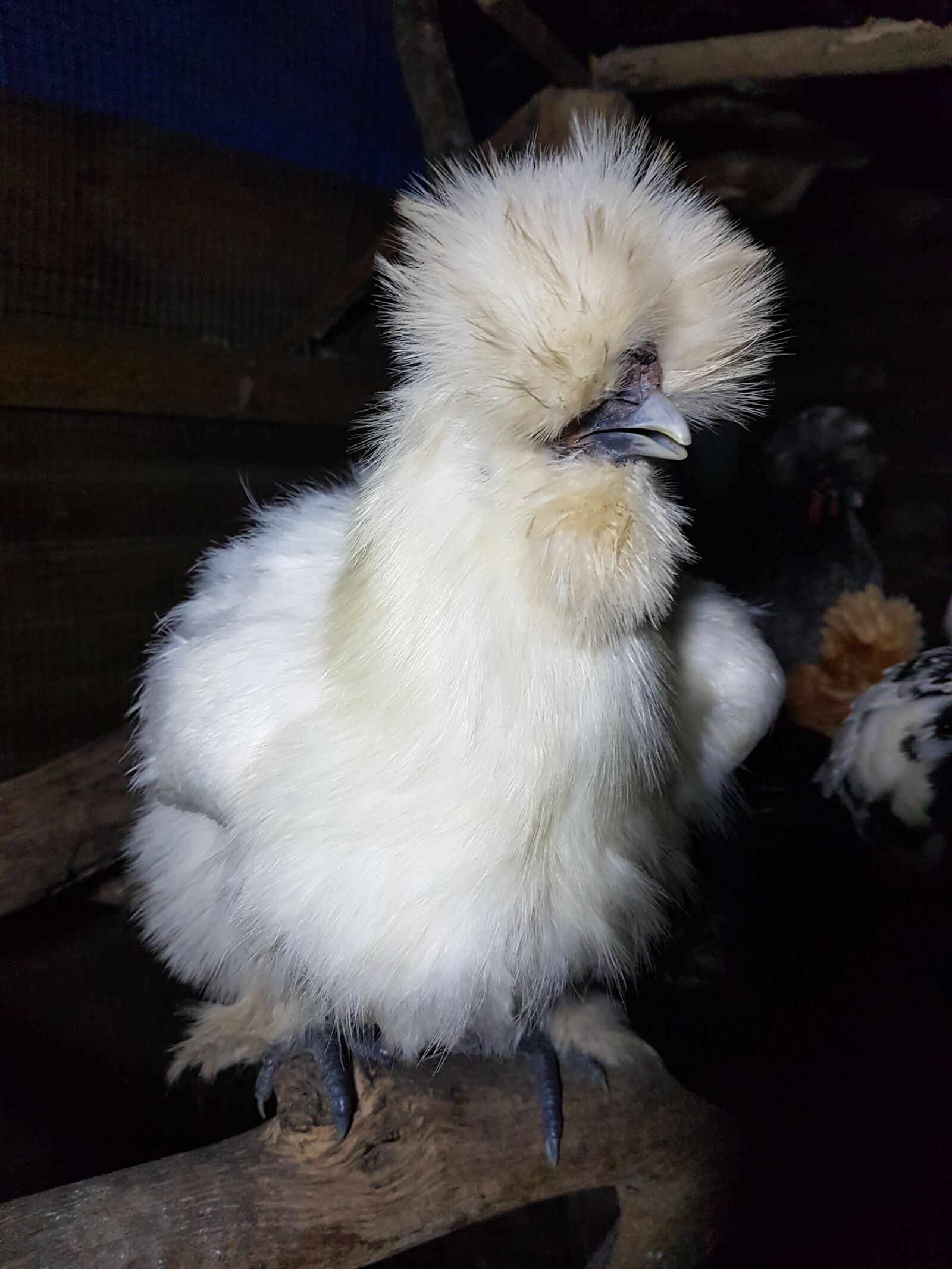 Samsung Galaxy S7 sample photo. Silky, bantam, chicken photography