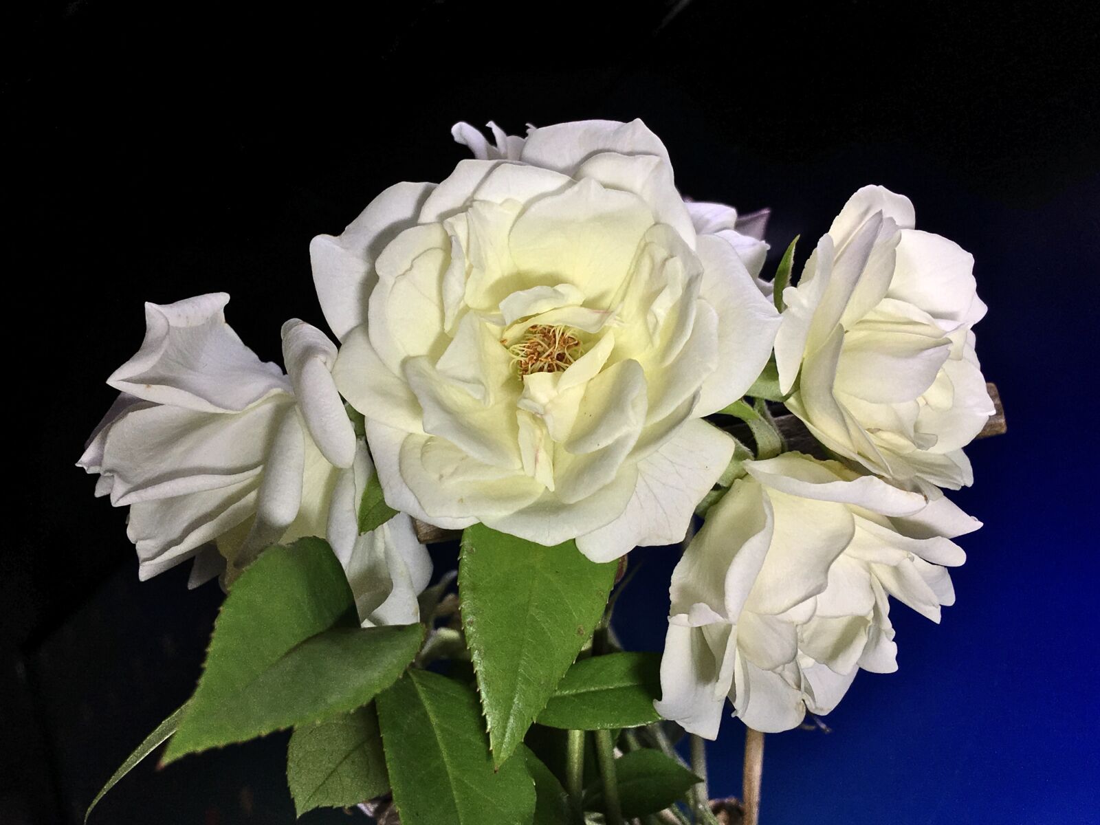 iPhone 6s Plus back camera 4.15mm f/2.2 sample photo. White roses, white petals photography