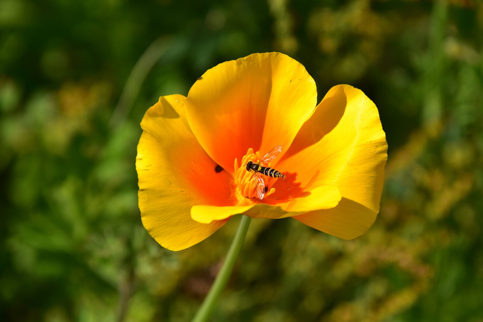 Nikon D5600 sample photo. Yellow flower and orange photography