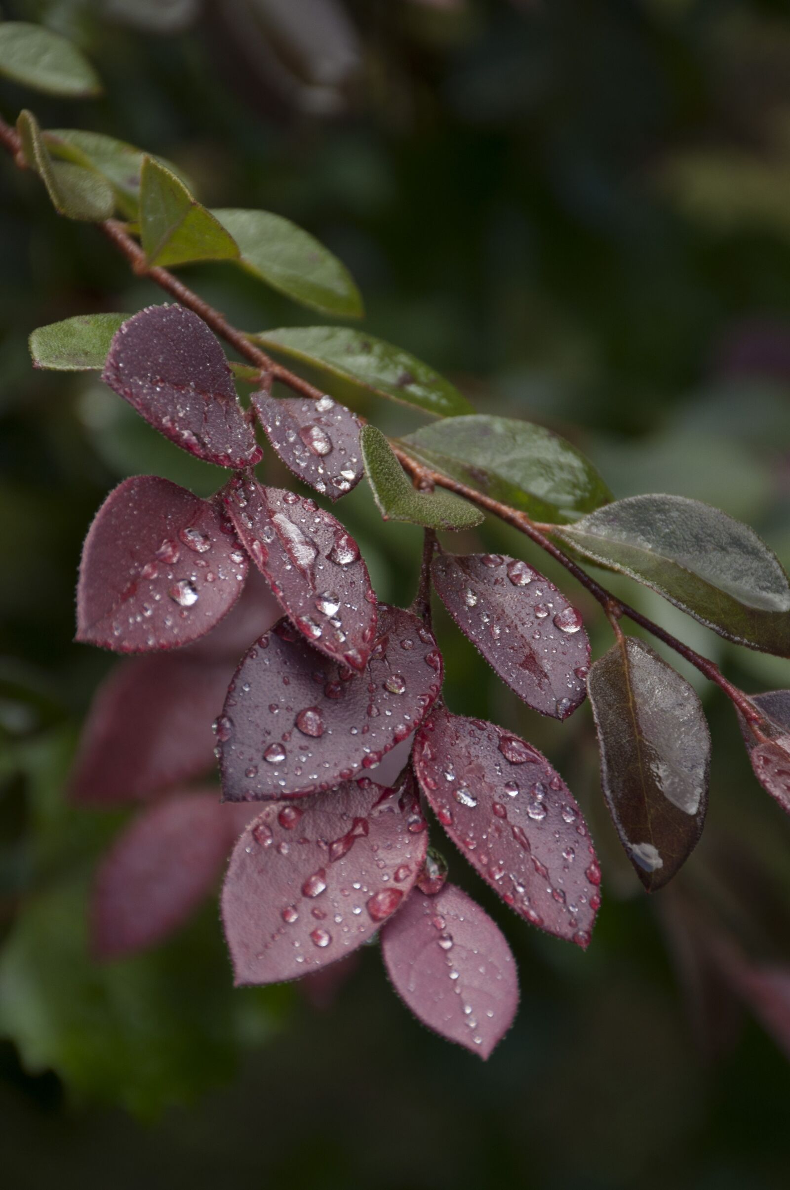 Nikon D5000 sample photo. Dew, leaves, red photography