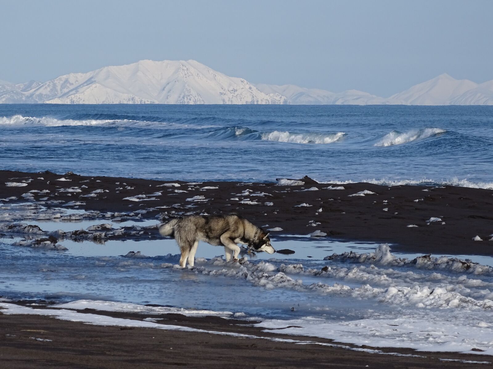 Sony DSC-HX400 sample photo. The pacific ocean, dog photography