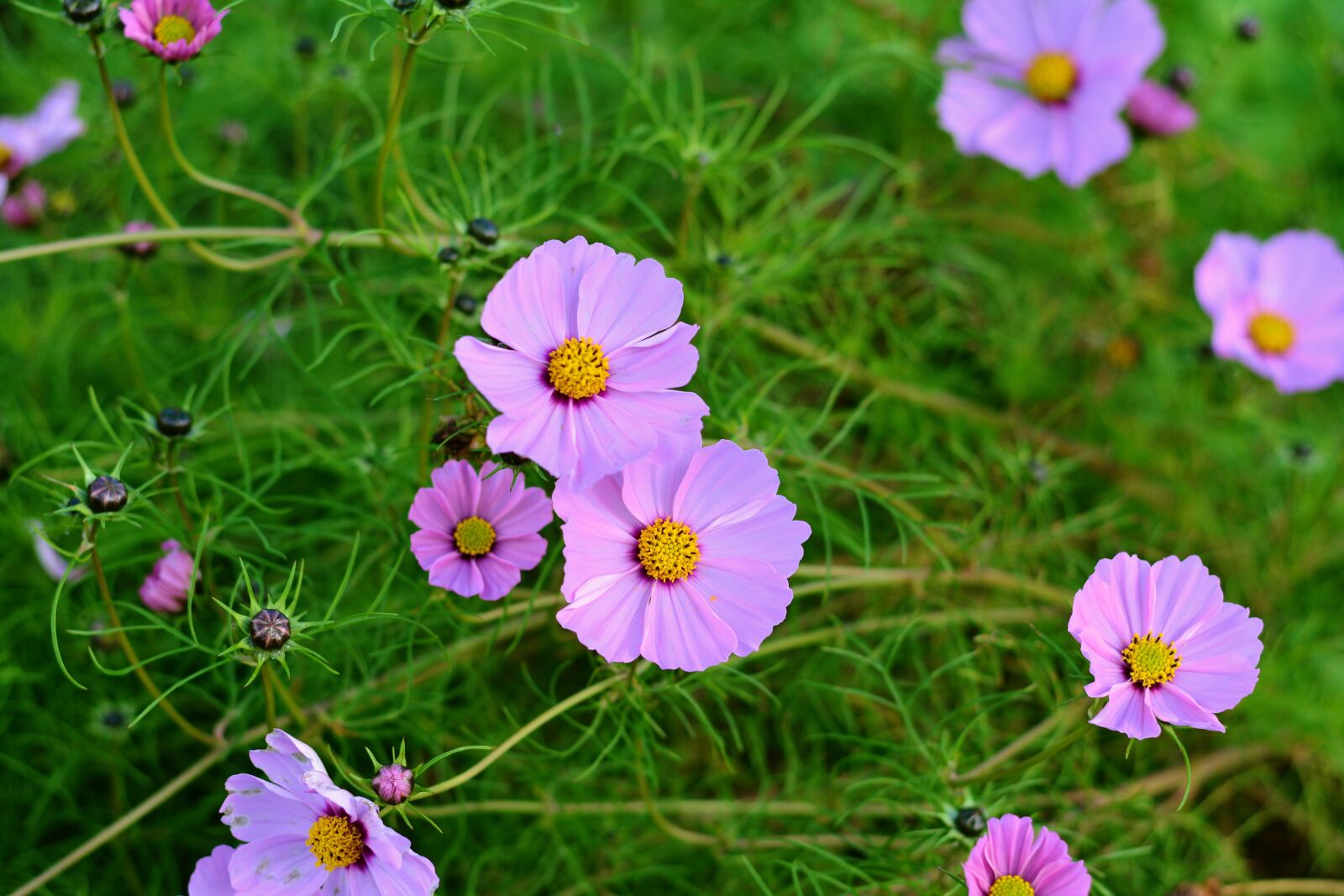 Nikon D5200 sample photo. Cosmos, cosmos bipinnatus, blossom photography