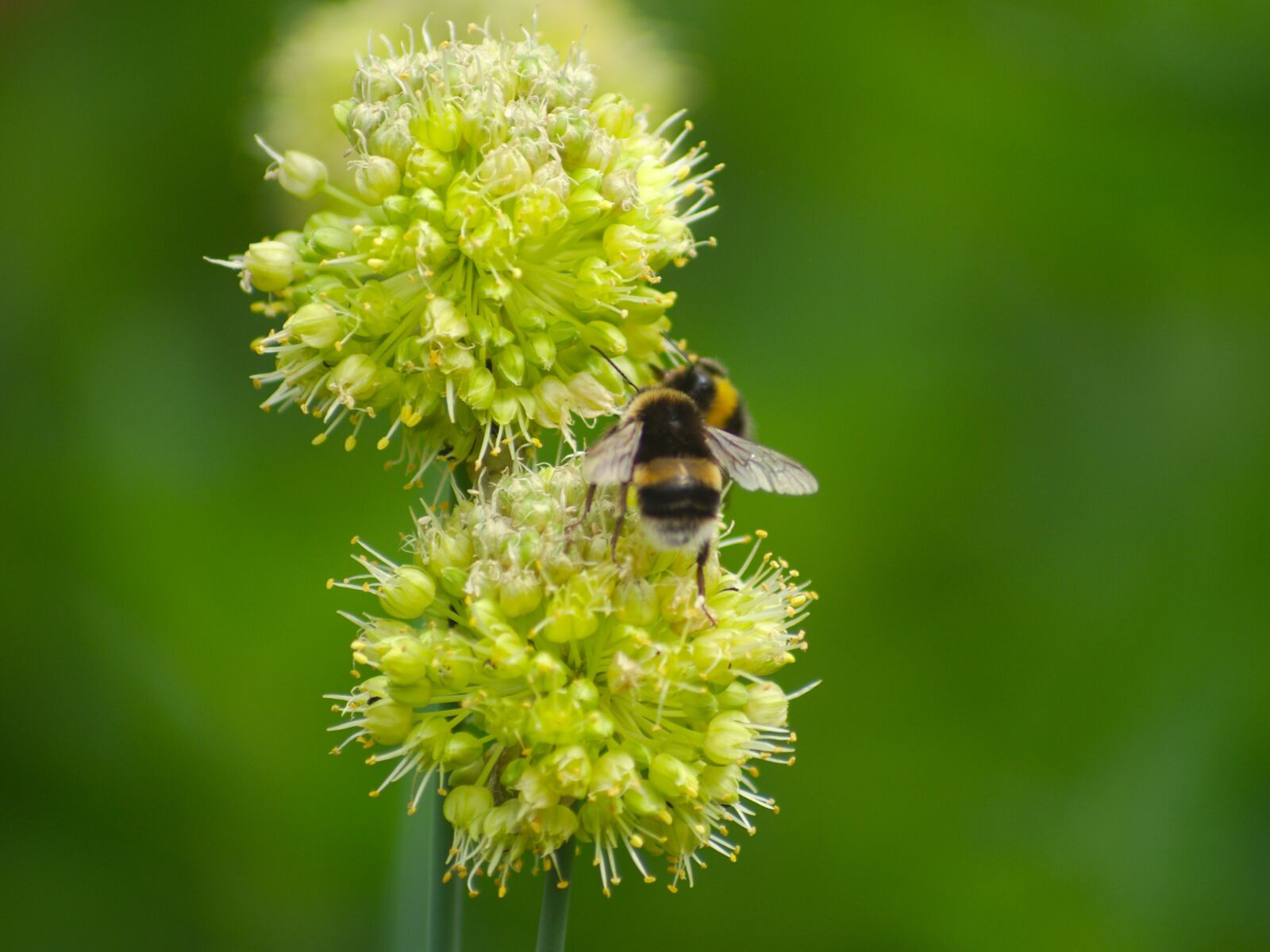 Pentax K-x sample photo. Allium obliquum, bee, bumblebee photography