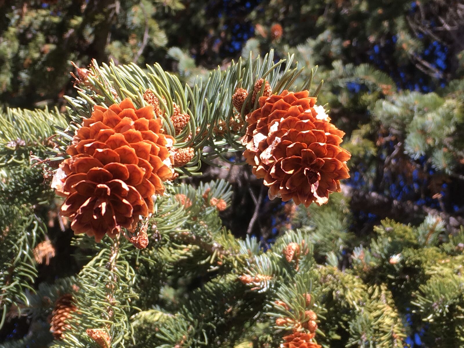 iPhone SE back camera 4.15mm f/2.2 sample photo. Pine cone, snow, fir photography