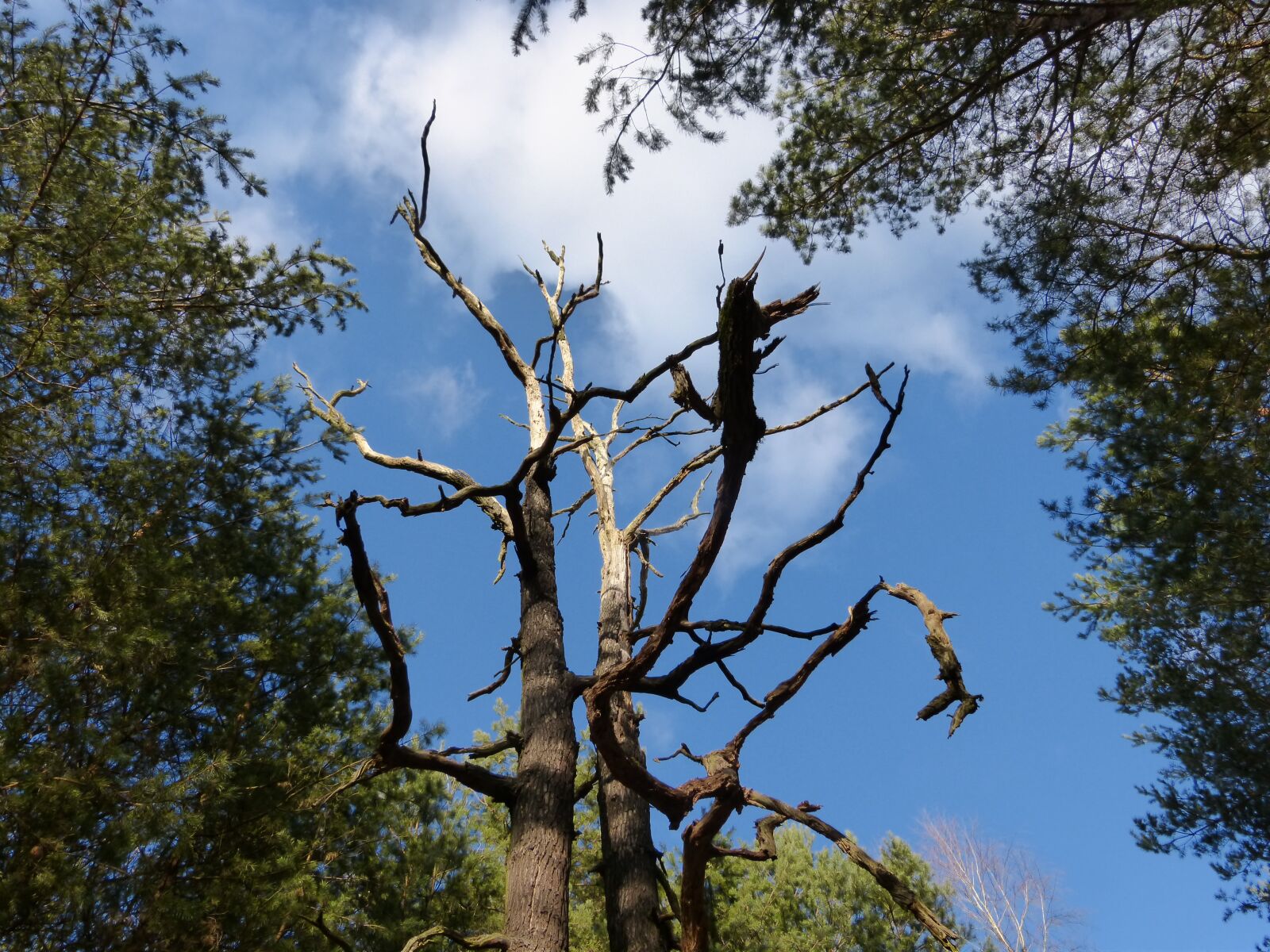 Panasonic DMC-FZ62 sample photo. Gnarled, tree, forest photography