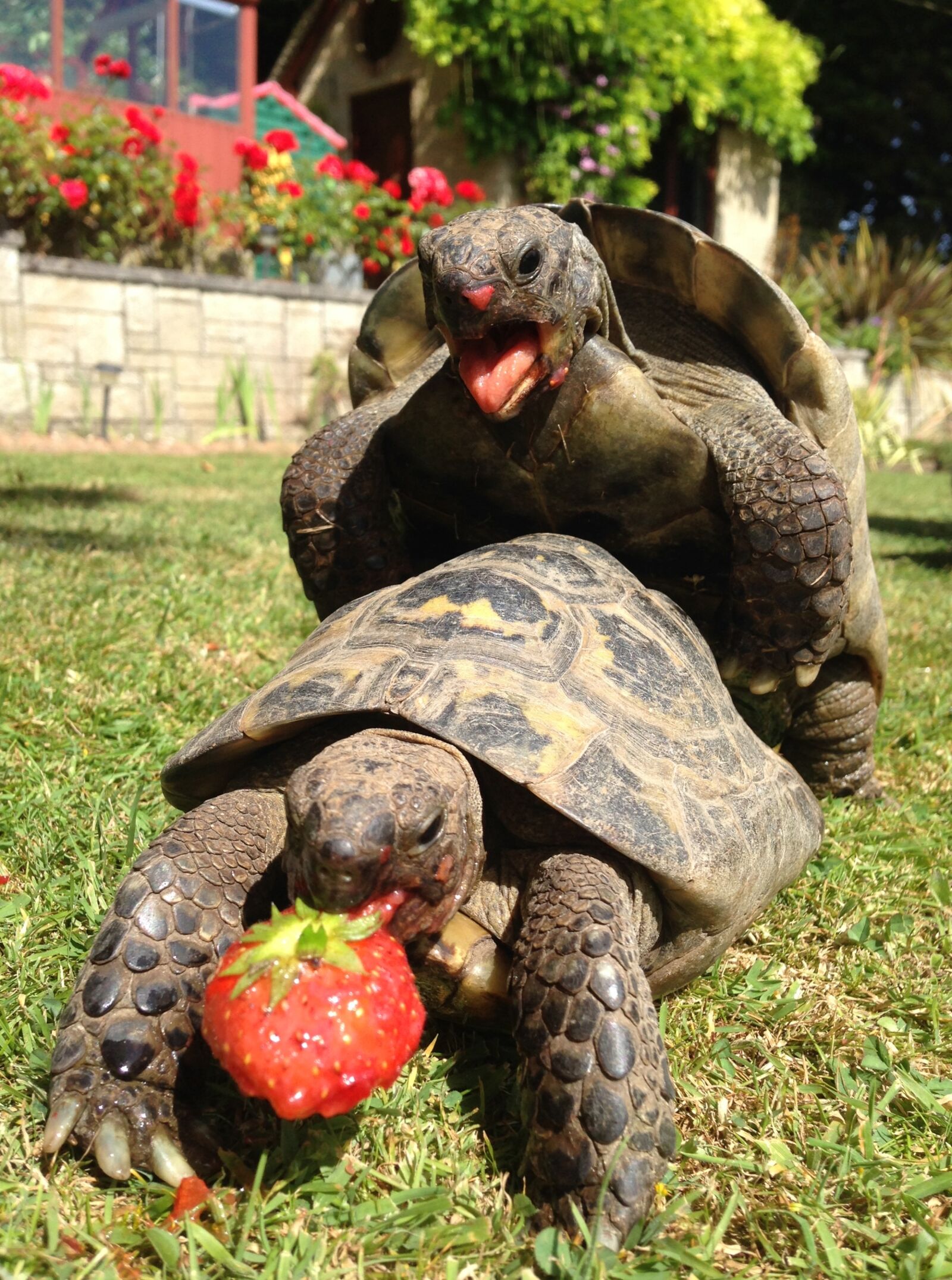 iPhone 5 back camera 4.12mm f/2.4 sample photo. Sex, strawberries, tortoise photography