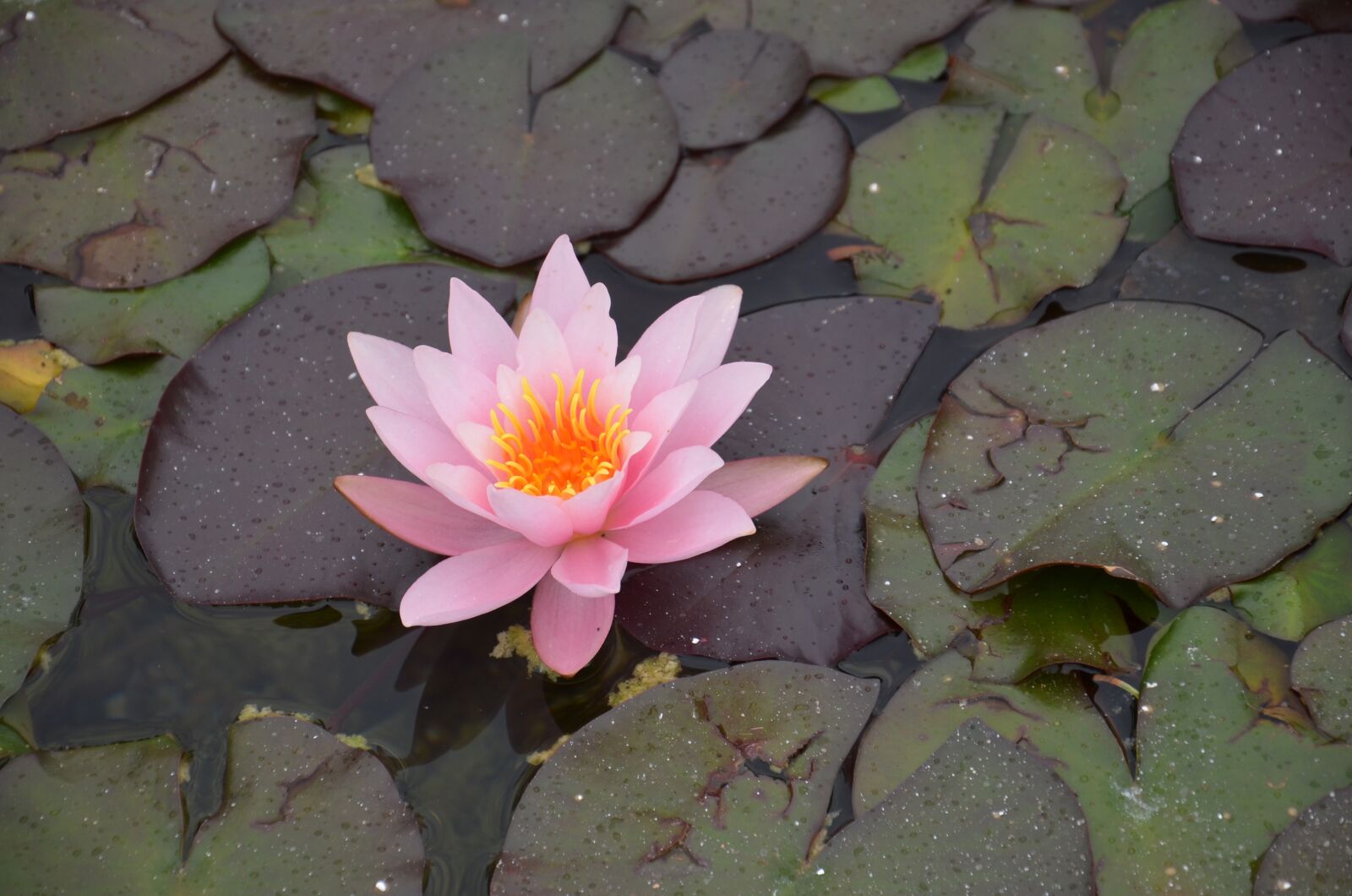 Nikon D5100 sample photo. Water lily, pink, orange photography