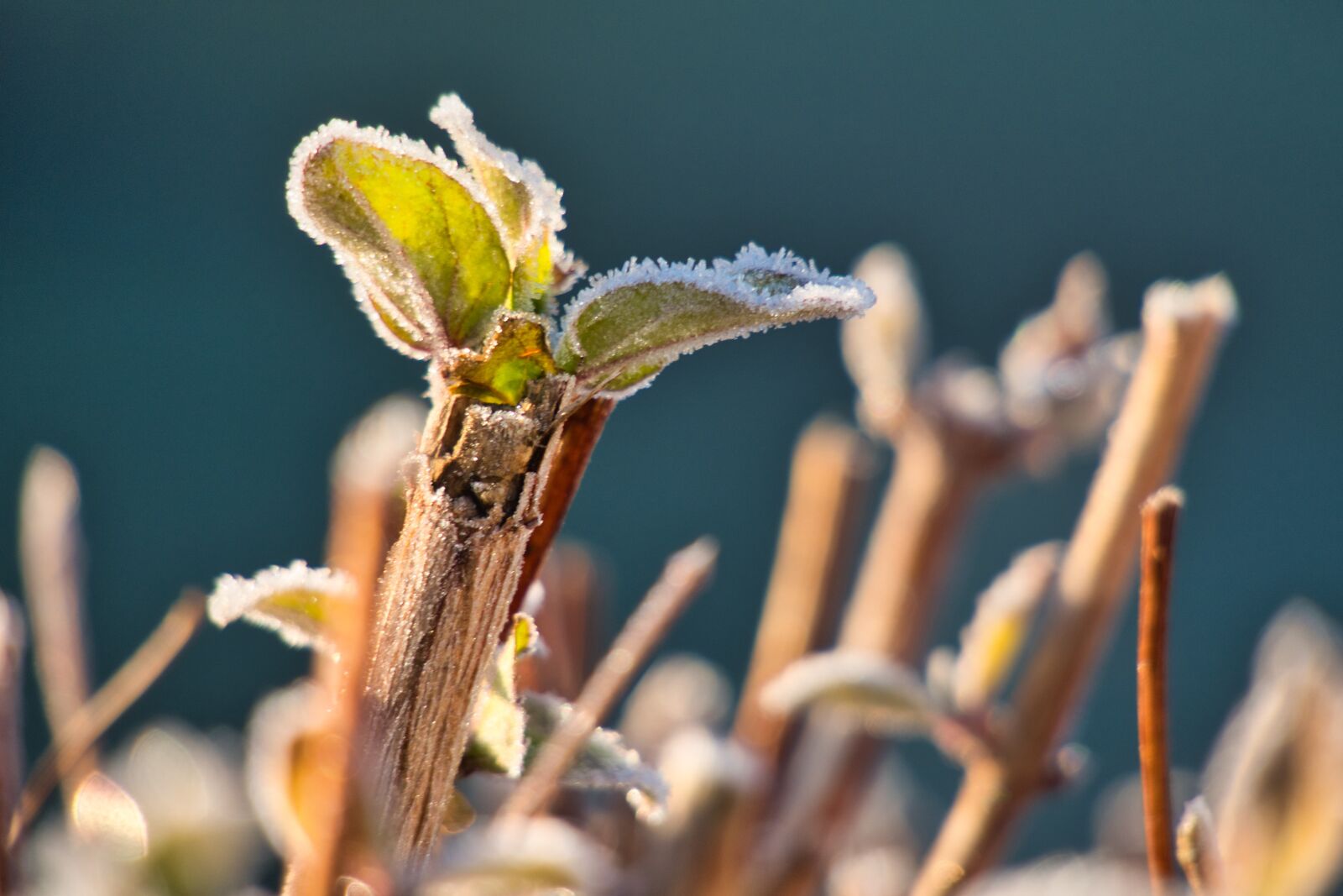 Canon PowerShot G3 X sample photo. Leaf, hoarfrost, eiskristalle photography
