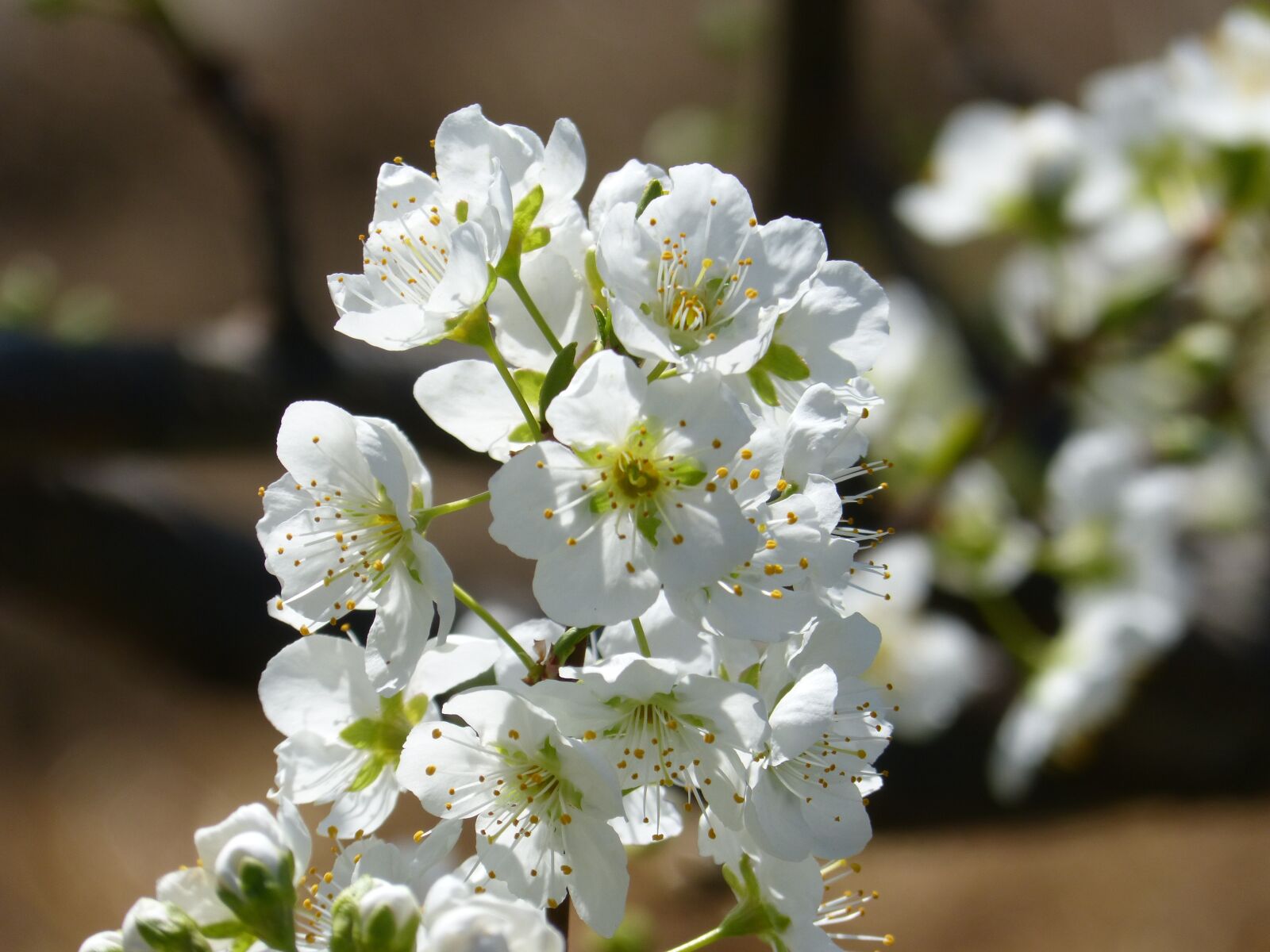 Panasonic DMC-FZ62 sample photo. Flower, cherry, flowering tree photography