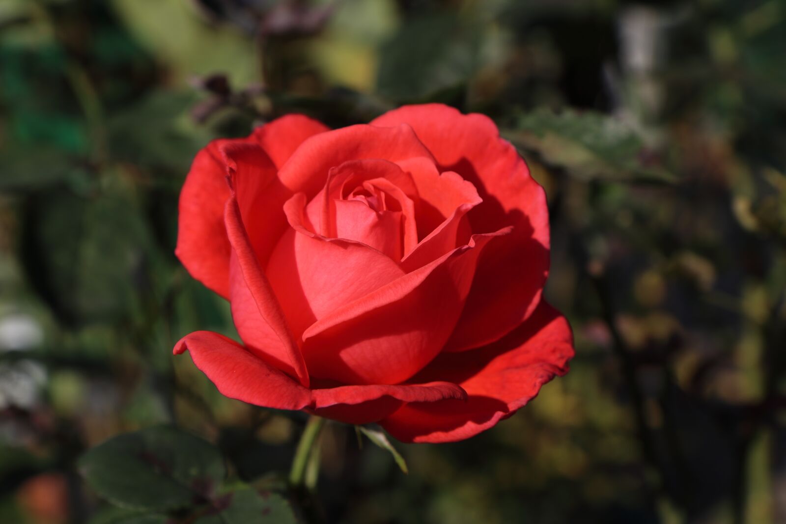 Canon EOS 800D (EOS Rebel T7i / EOS Kiss X9i) sample photo. Red, rose, flower photography