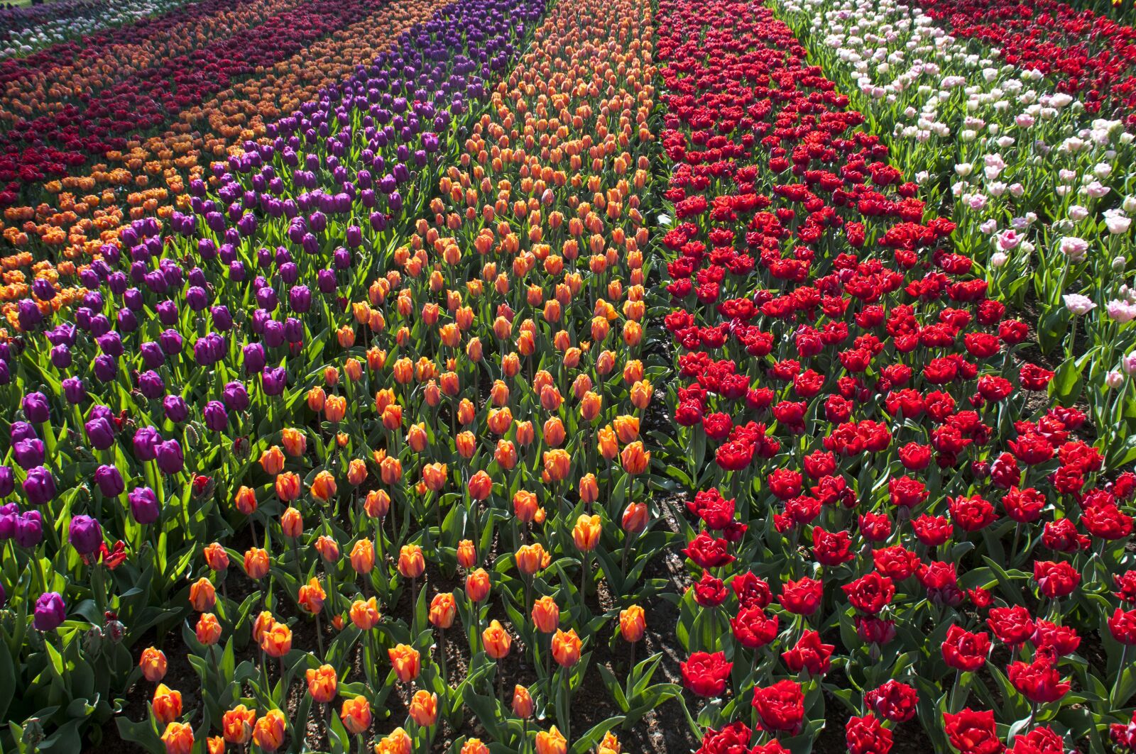 Nikon D300S sample photo. Tulips, spring, april photography