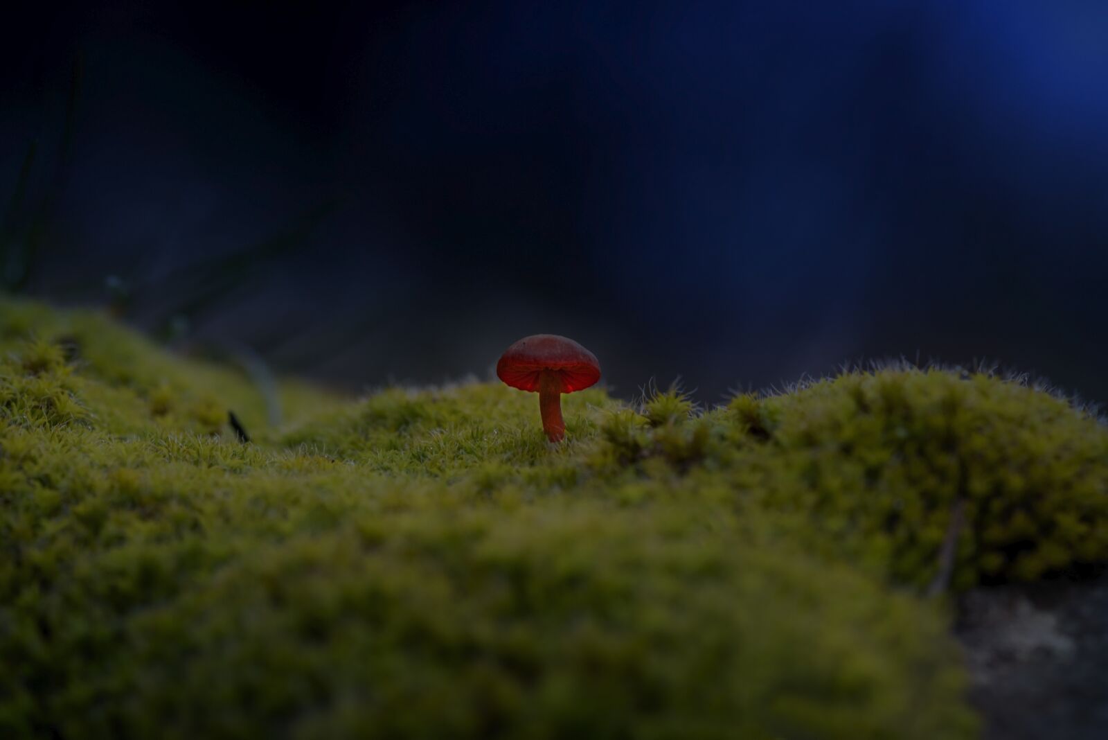 Nikon D750 sample photo. Mushrooms, plant, forest photography