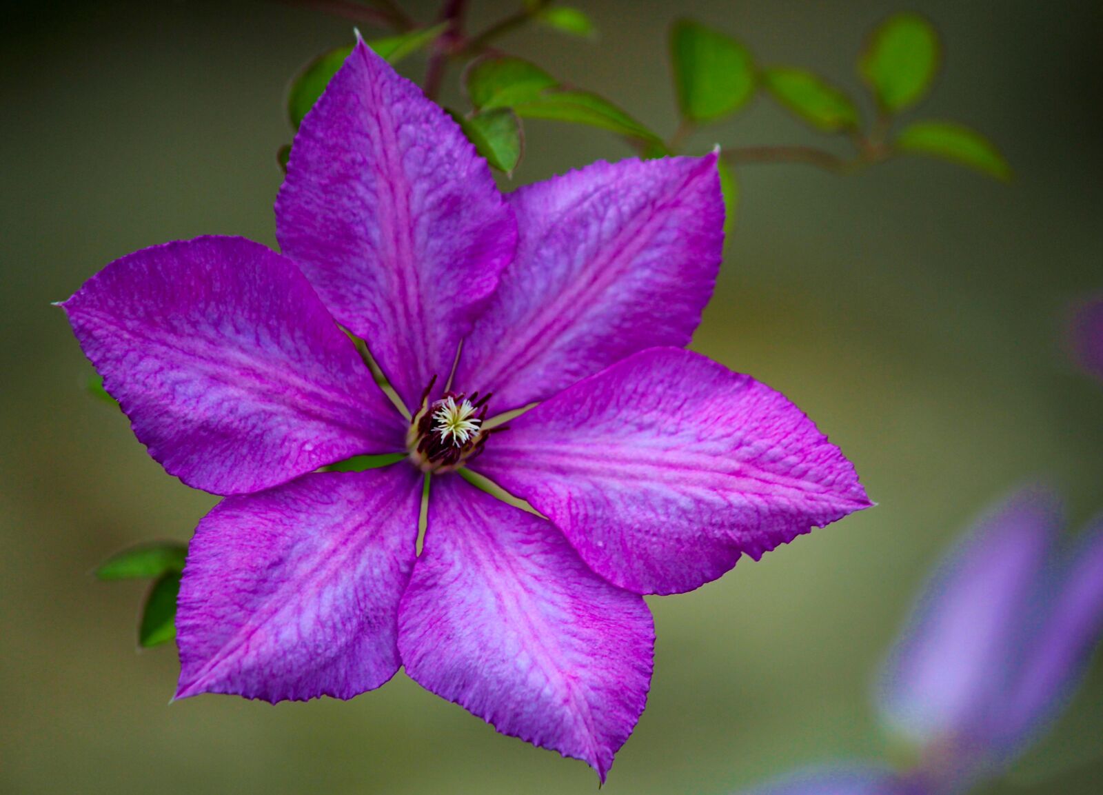 Canon EOS 550D (EOS Rebel T2i / EOS Kiss X4) sample photo. Flower, clematis, purple photography
