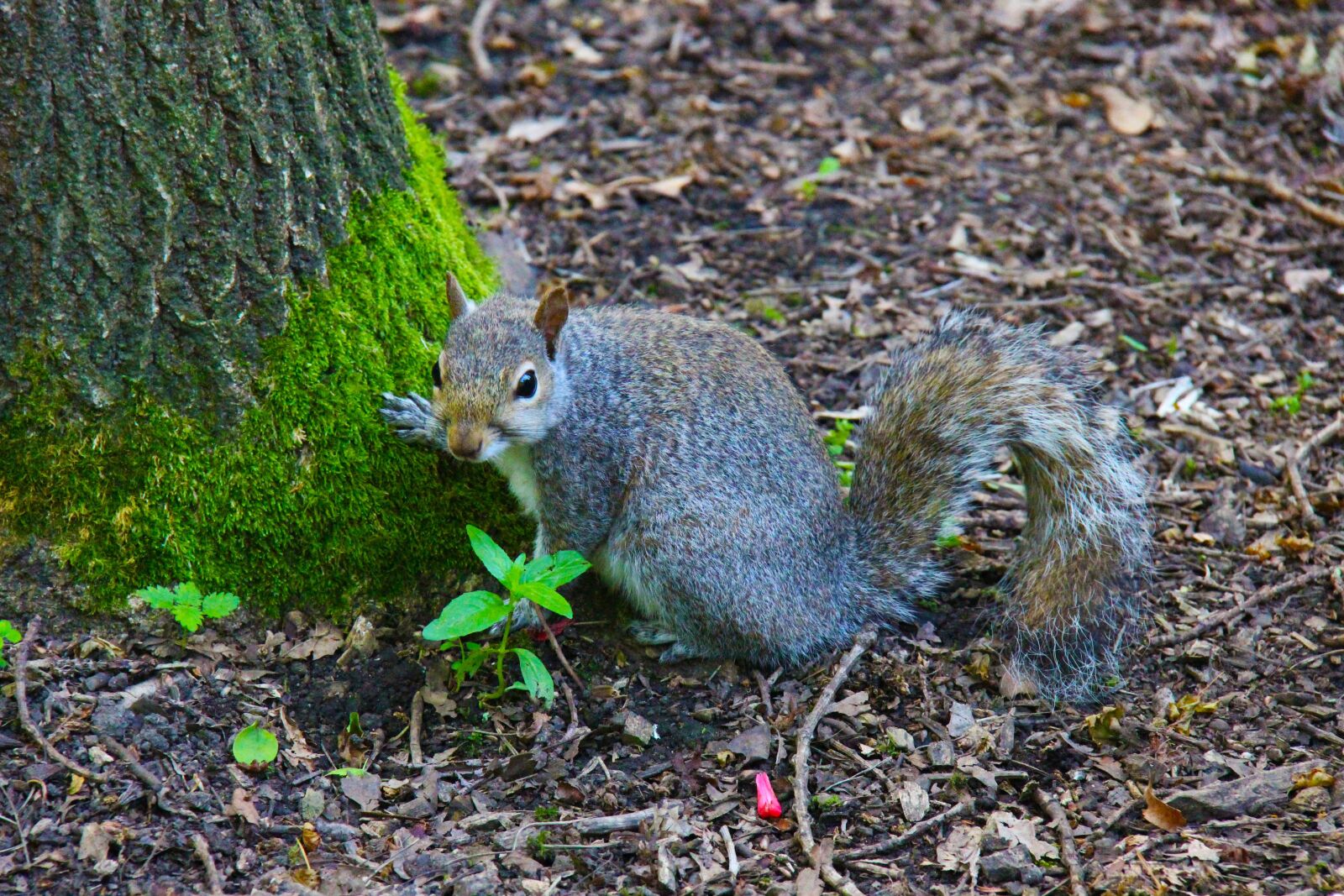 Canon EOS 700D (EOS Rebel T5i / EOS Kiss X7i) + Canon EF-S 18-200mm F3.5-5.6 IS sample photo. Gray squirrel, animal, squirrel photography