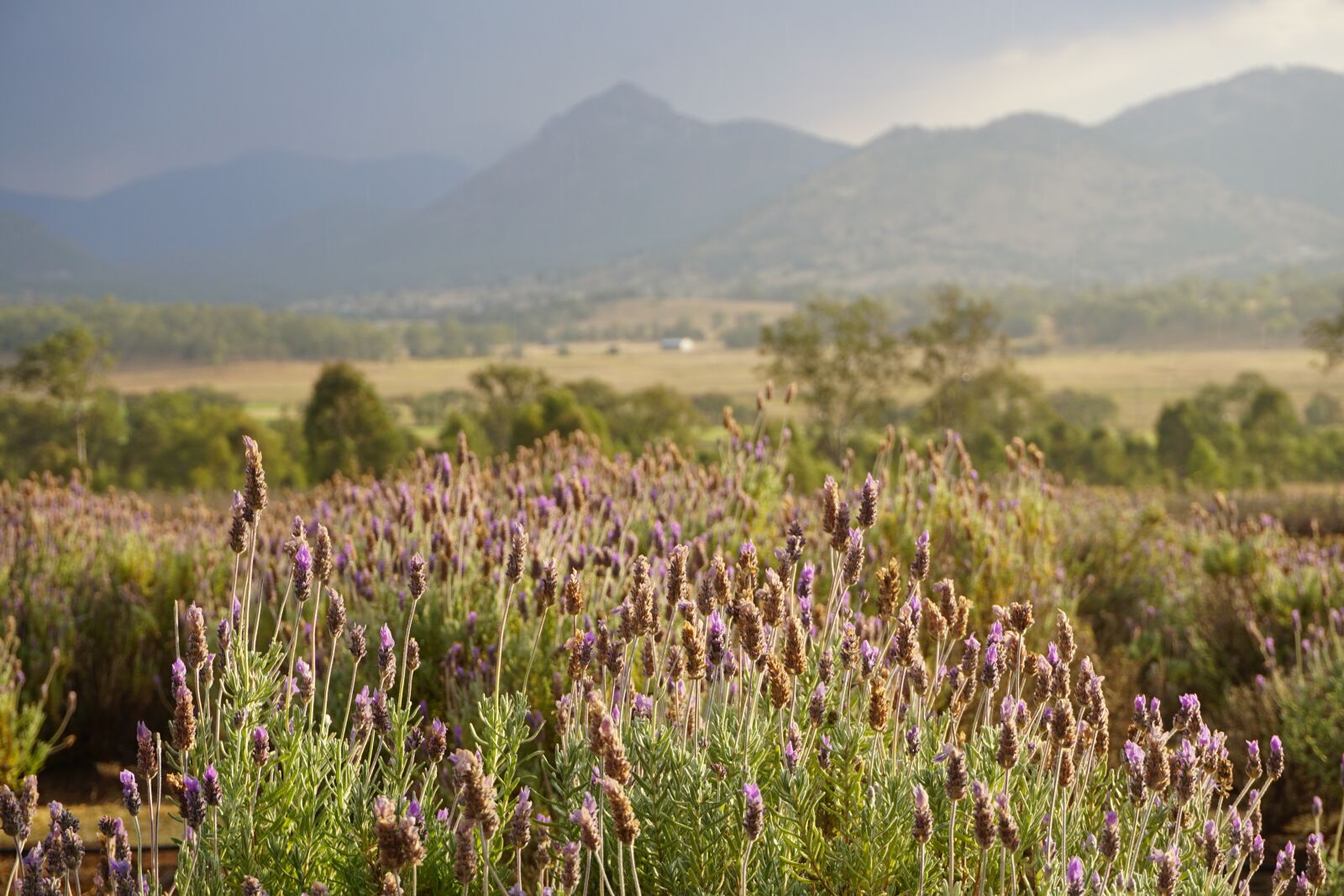 Sony a6000 sample photo. Lavender, country, flower photography