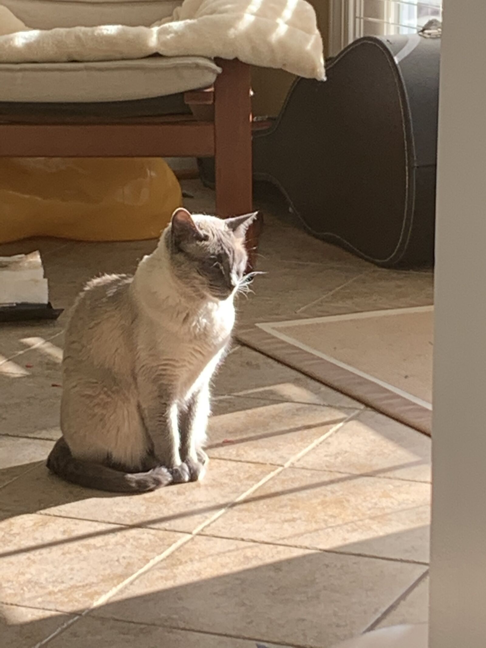Apple iPhone XR sample photo. Cat, sunshine, pet photography