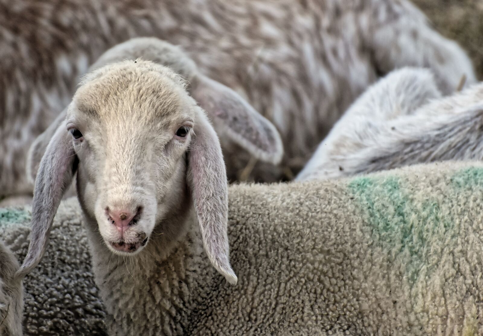 Nikon D7200 sample photo. Sheep, lamb, farm photography