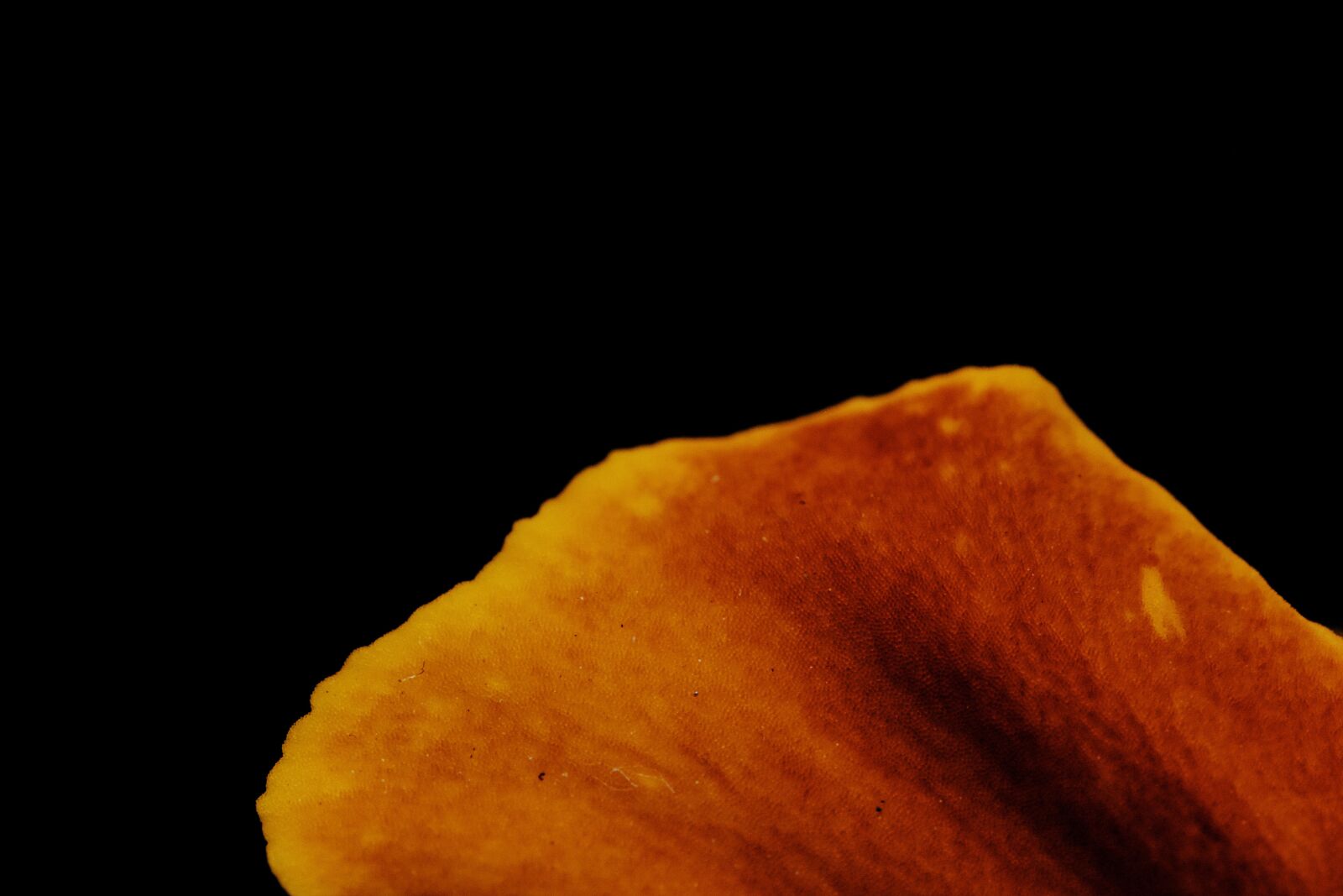 Canon EOS 750D (EOS Rebel T6i / EOS Kiss X8i) sample photo. Flower, petal, stem photography