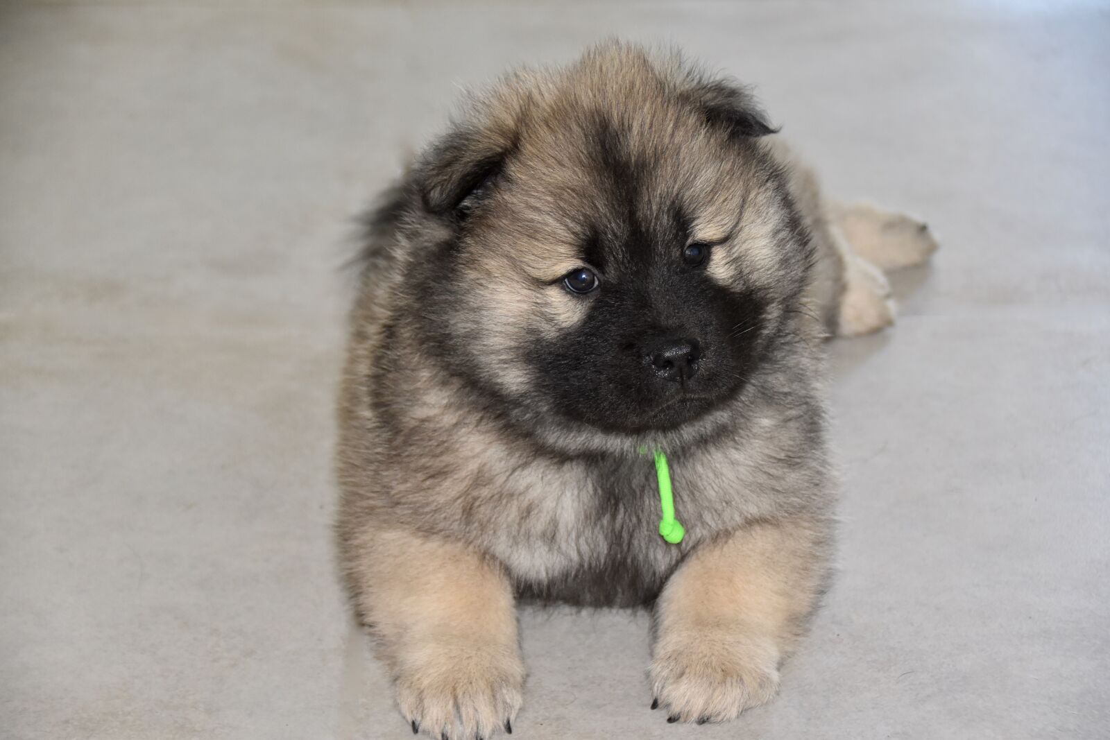 Nikon D5600 sample photo. Dog, puppy, young dog photography