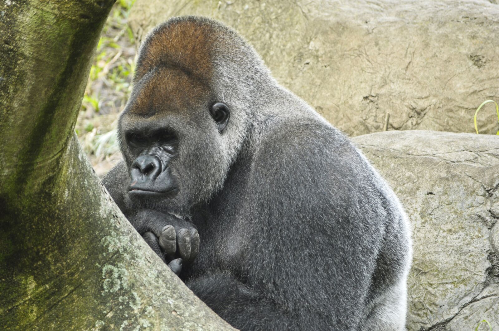 Nikon D5000 sample photo. Western lowland gorilla, ape photography