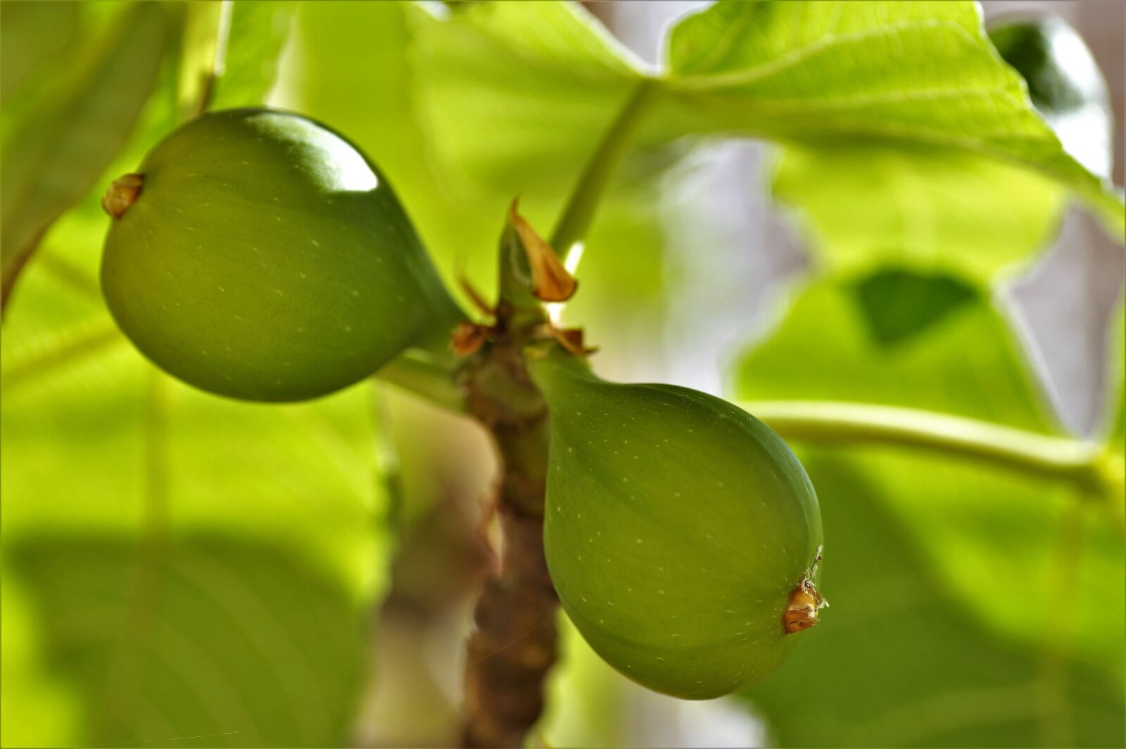 Sony SLT-A58 sample photo. Fig tree, figs, fruits photography