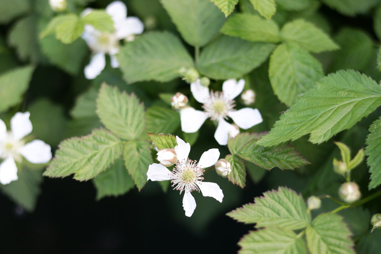 Canon EF 50mm F1.8 STM sample photo. Raspberries, flower, green photography