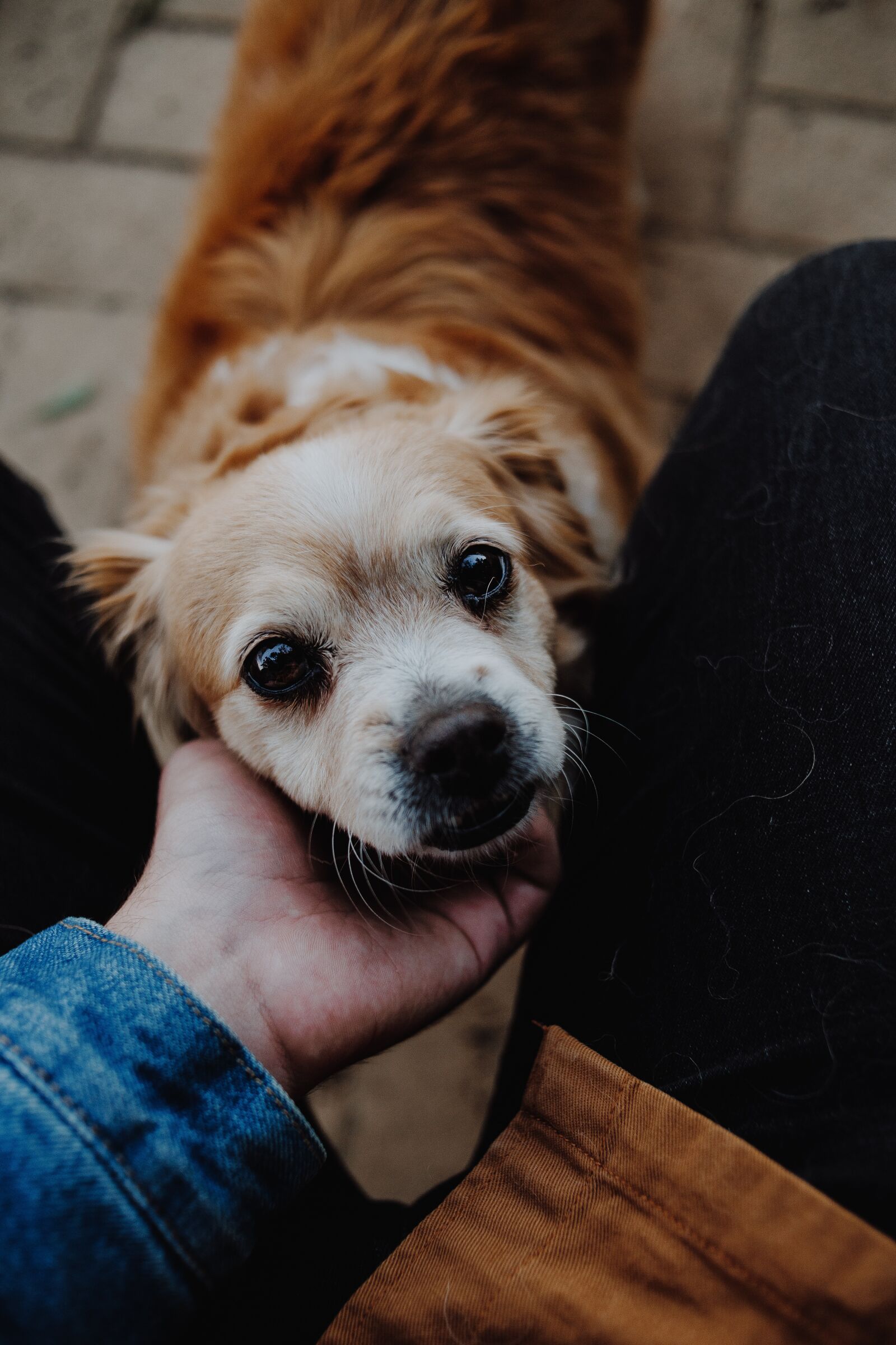 Canon EOS 6D sample photo. Dog, cute, love photography