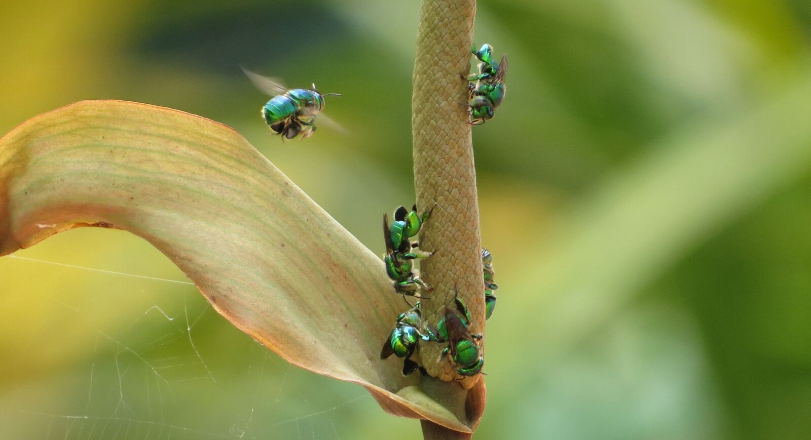 Canon PowerShot SX50 HS sample photo. Insect, nature, wild life photography