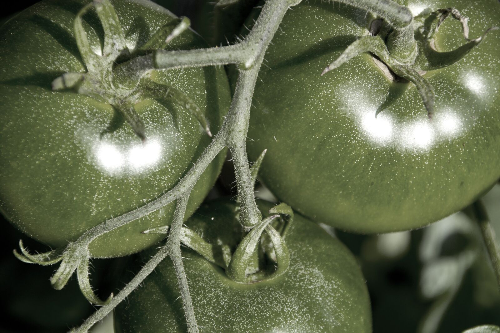 Nikon D3100 sample photo. Tomatoes, nature, food photography