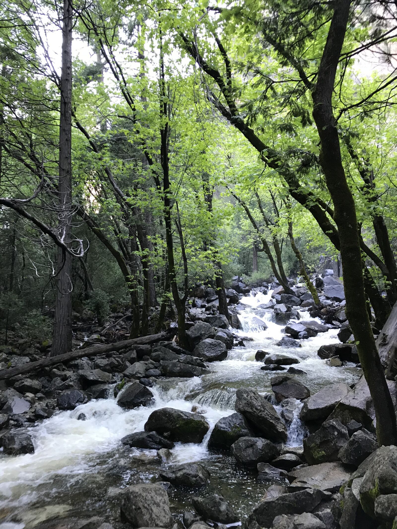 iPhone 7 back camera 3.99mm f/1.8 sample photo. Forest, creek, nature photography