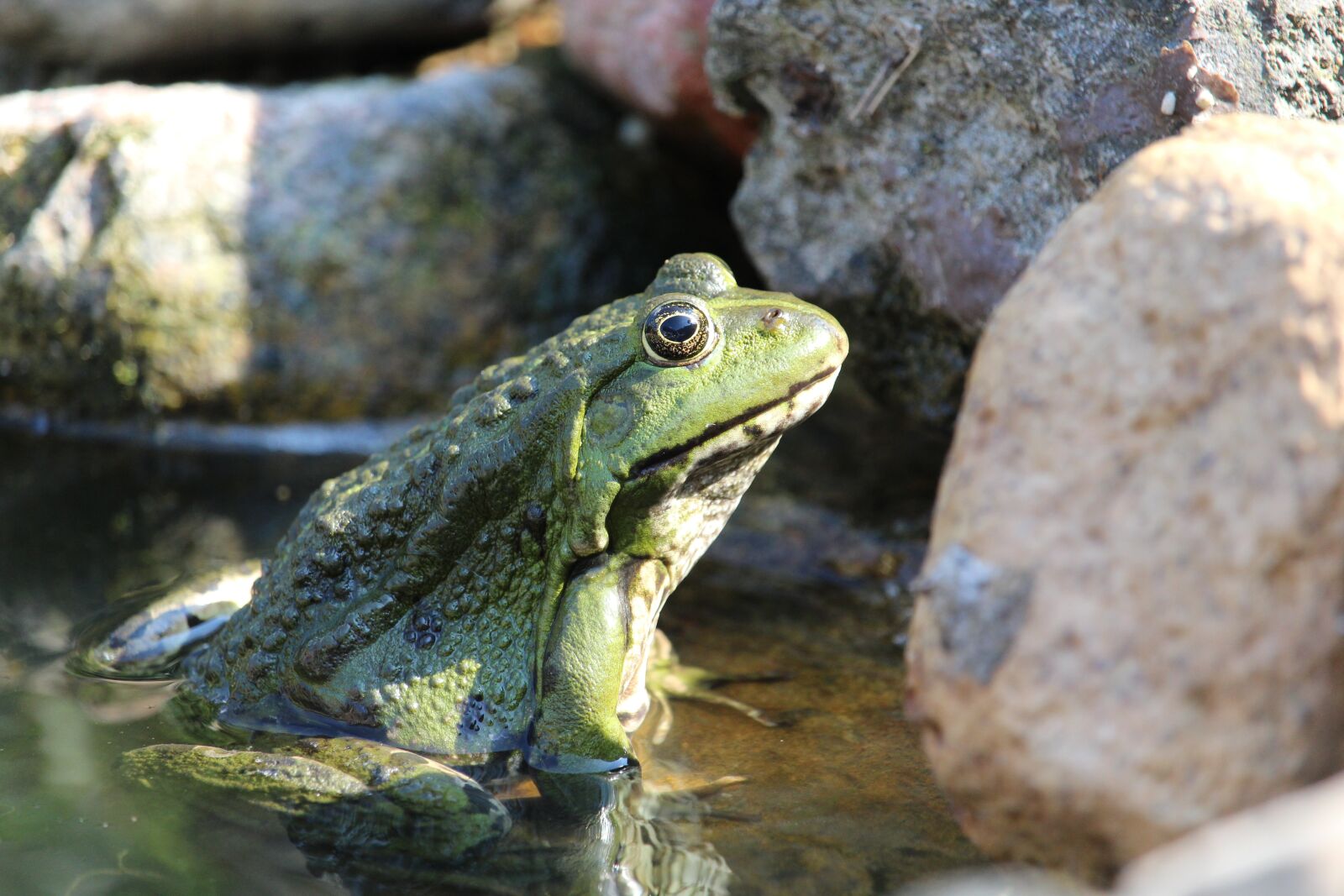 Canon EOS 1200D (EOS Rebel T5 / EOS Kiss X70 / EOS Hi) sample photo. Frog, amphibian, animal photography
