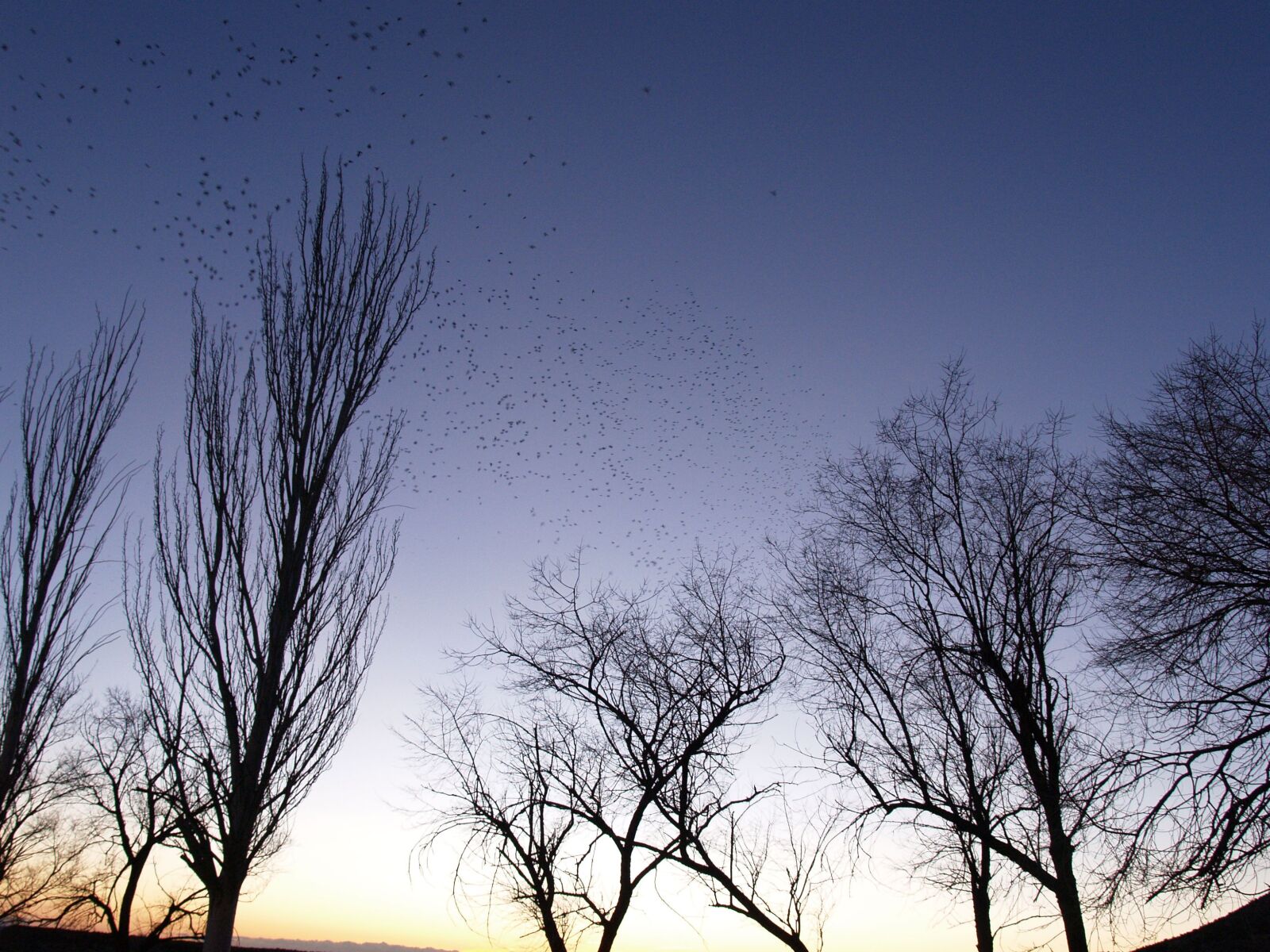 Olympus E-300 (EVOLT E-300) sample photo. Dusk, flock, birds photography