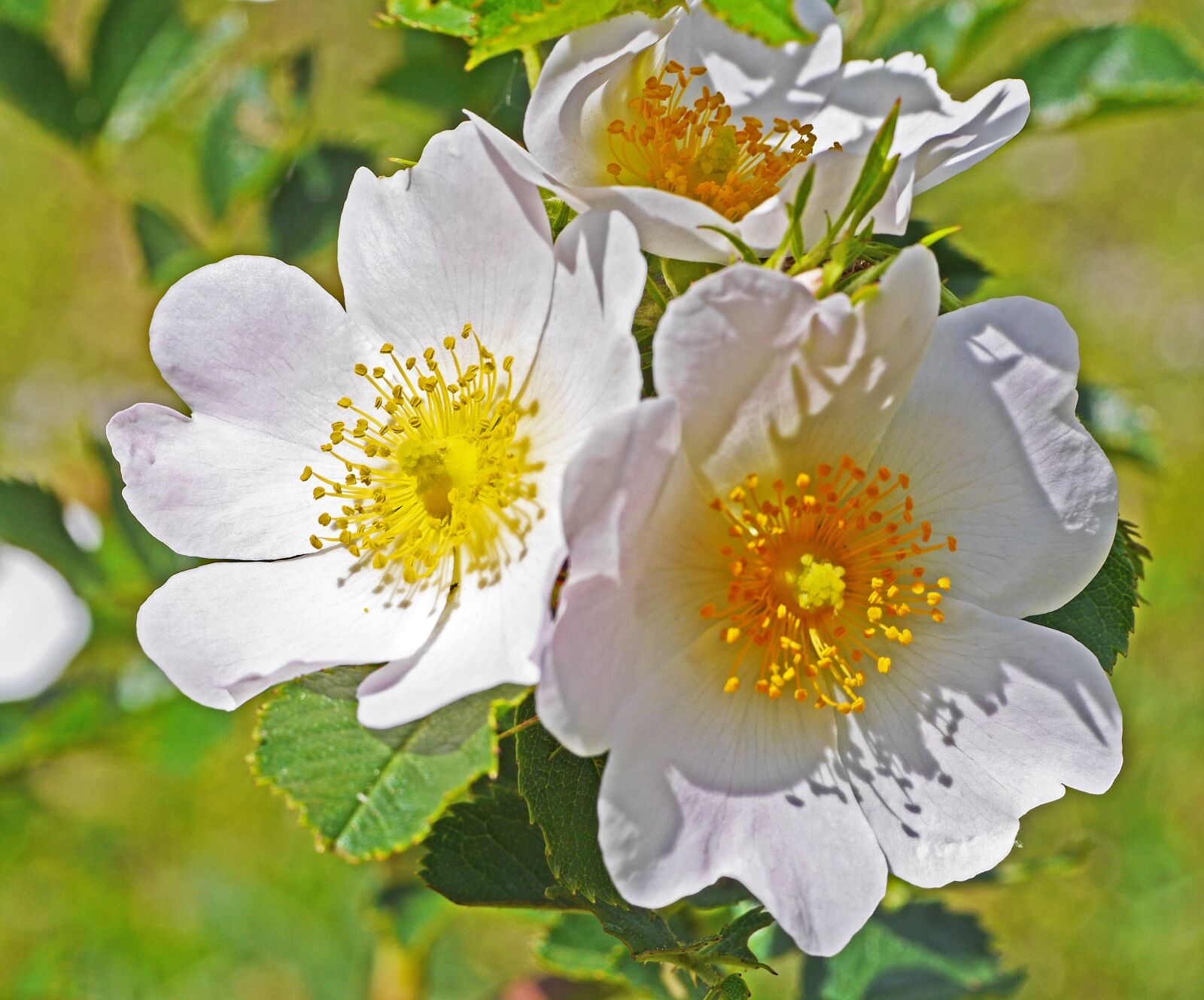 Panasonic Lumix DMC-GH3 sample photo. Wild rose, summer, blossom photography