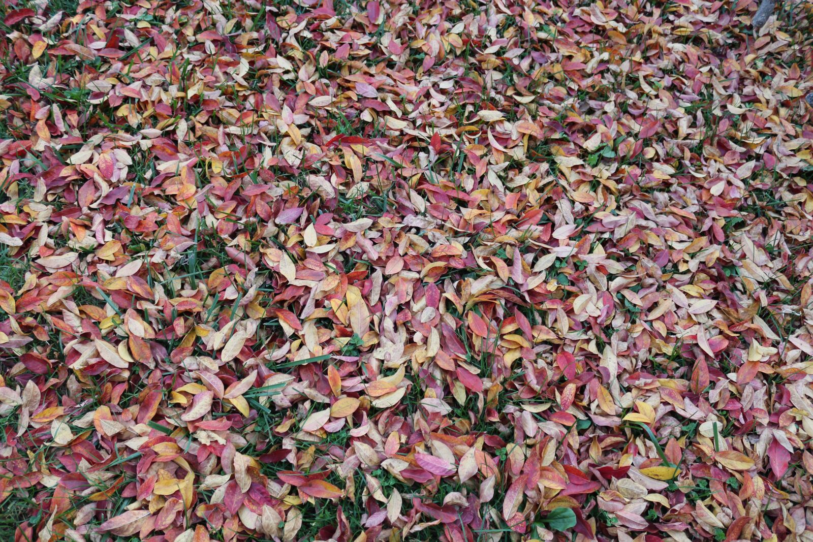 Canon EOS 650D (EOS Rebel T4i / EOS Kiss X6i) sample photo. Leaves, autumn, grass photography