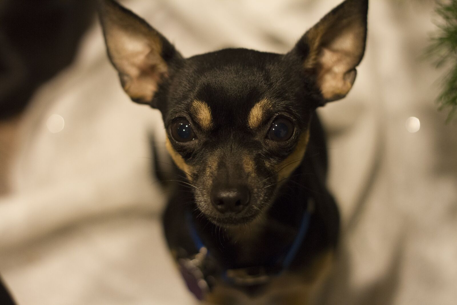 Canon EOS 7D + Canon EF 50mm F1.8 II sample photo. Chihuahua, black, tan photography