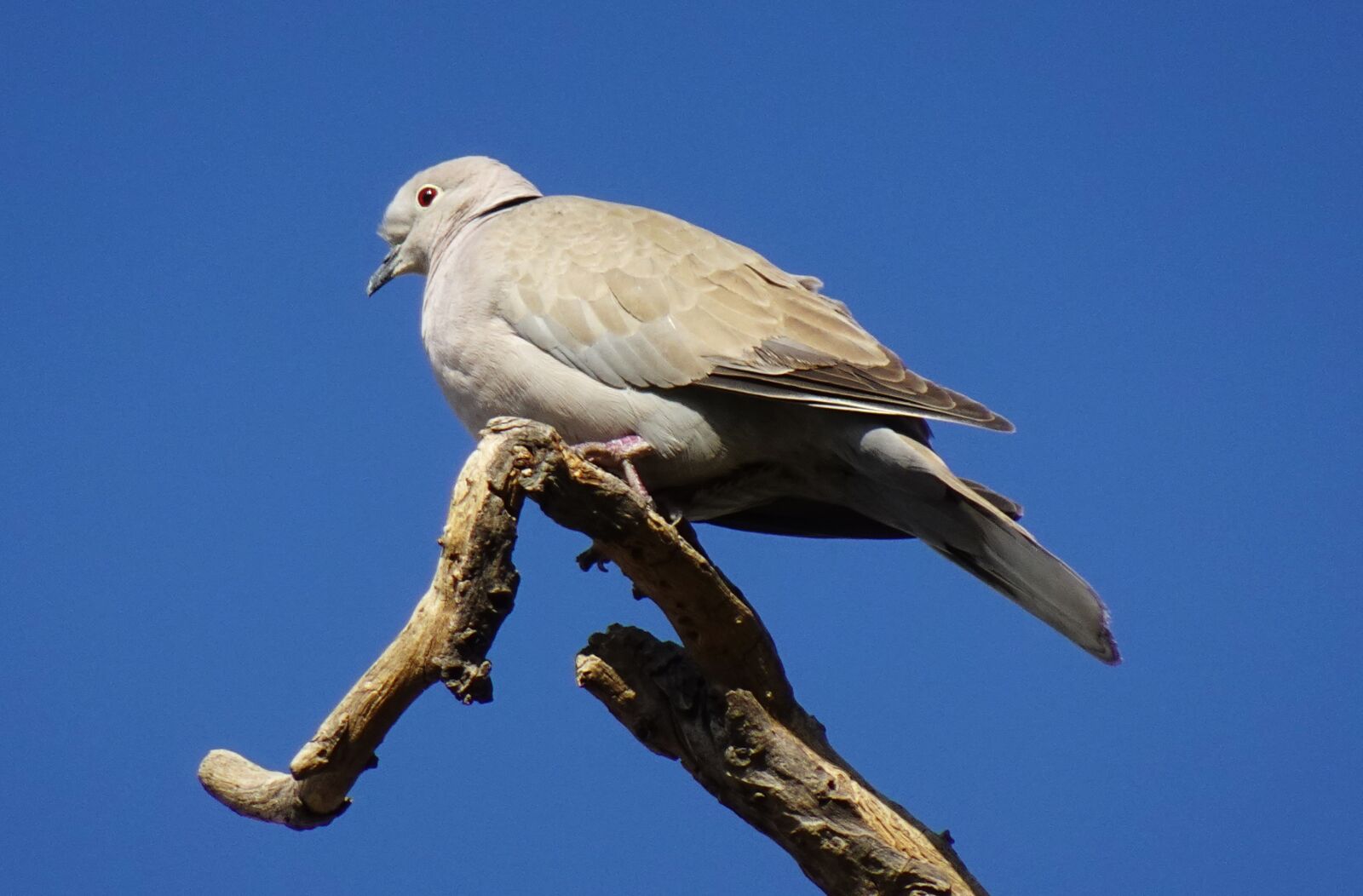 Sony DSC-WX800 sample photo. Bird, dove, eurasian collared photography