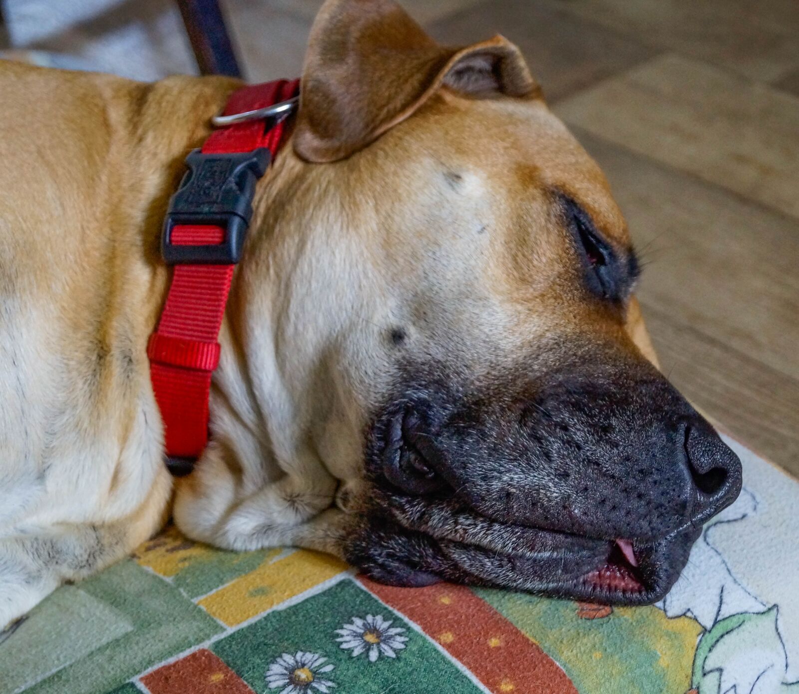 Sony SLT-A37 sample photo. Dog, boerboel, african farmers photography
