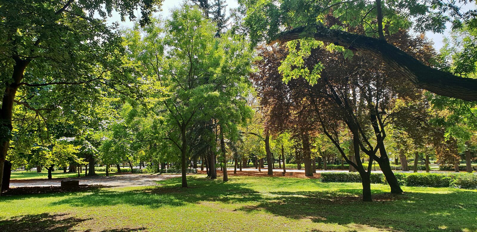Samsung Galaxy S9+ sample photo. Park, forest, spring photography