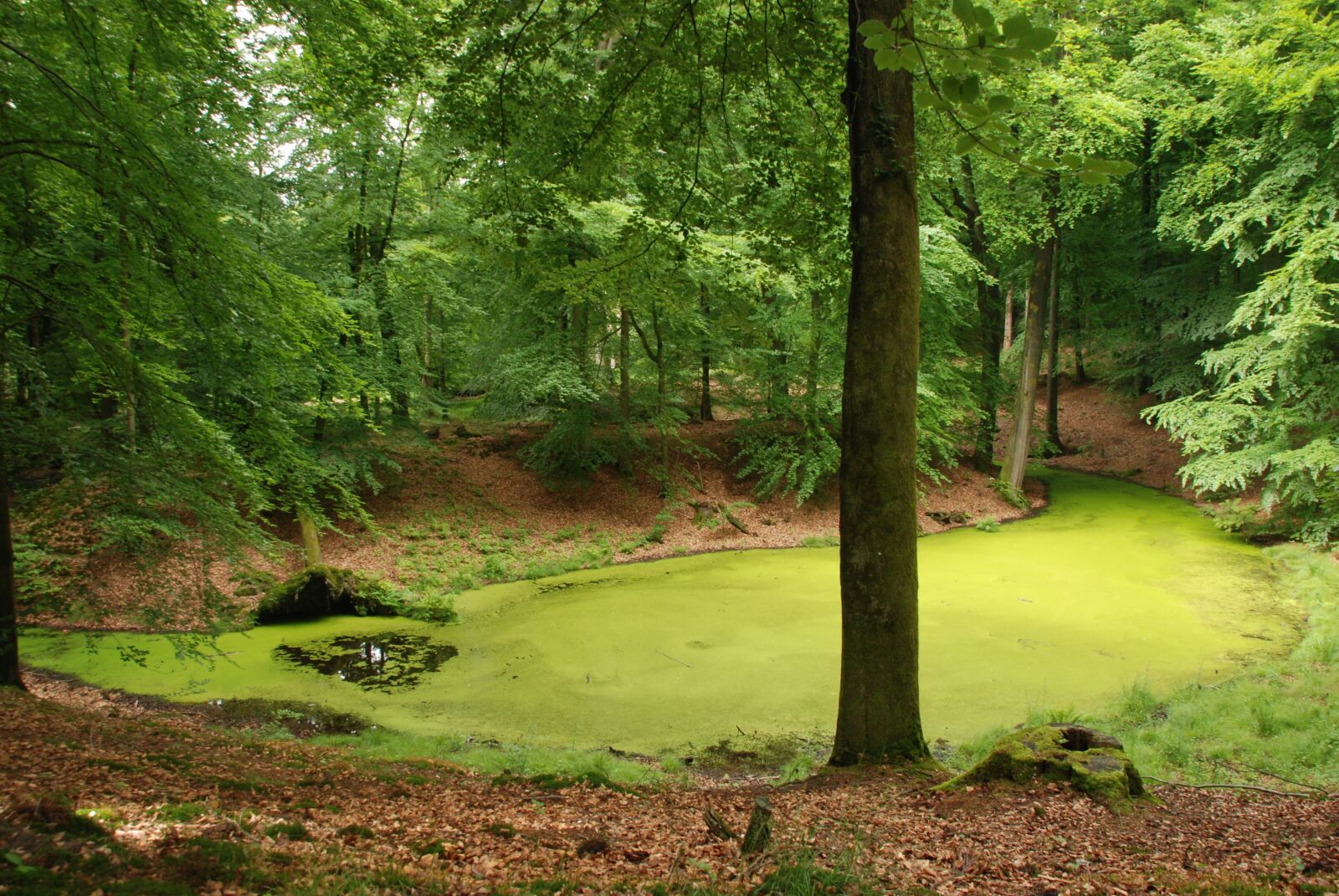 Nikon D80 sample photo. Forest, ven, kroos photography